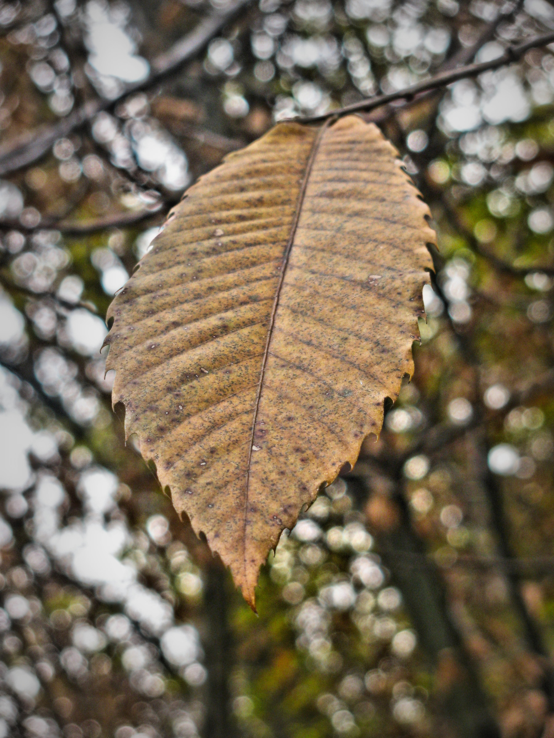 The last leaf.....