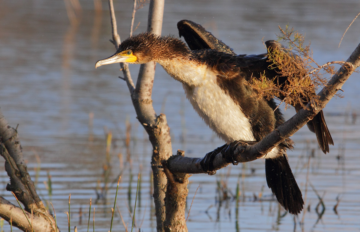 Cormorant