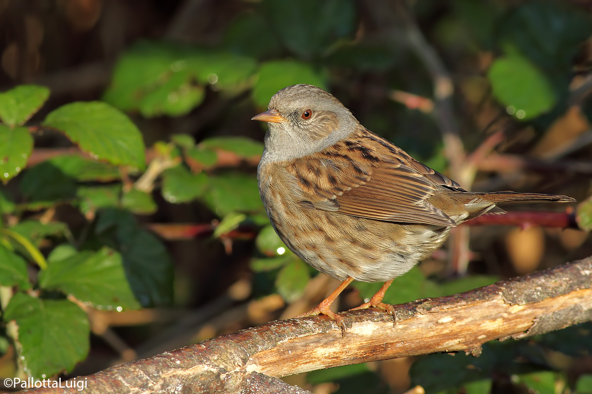 Flounder Dunnock (Prunella modularis)