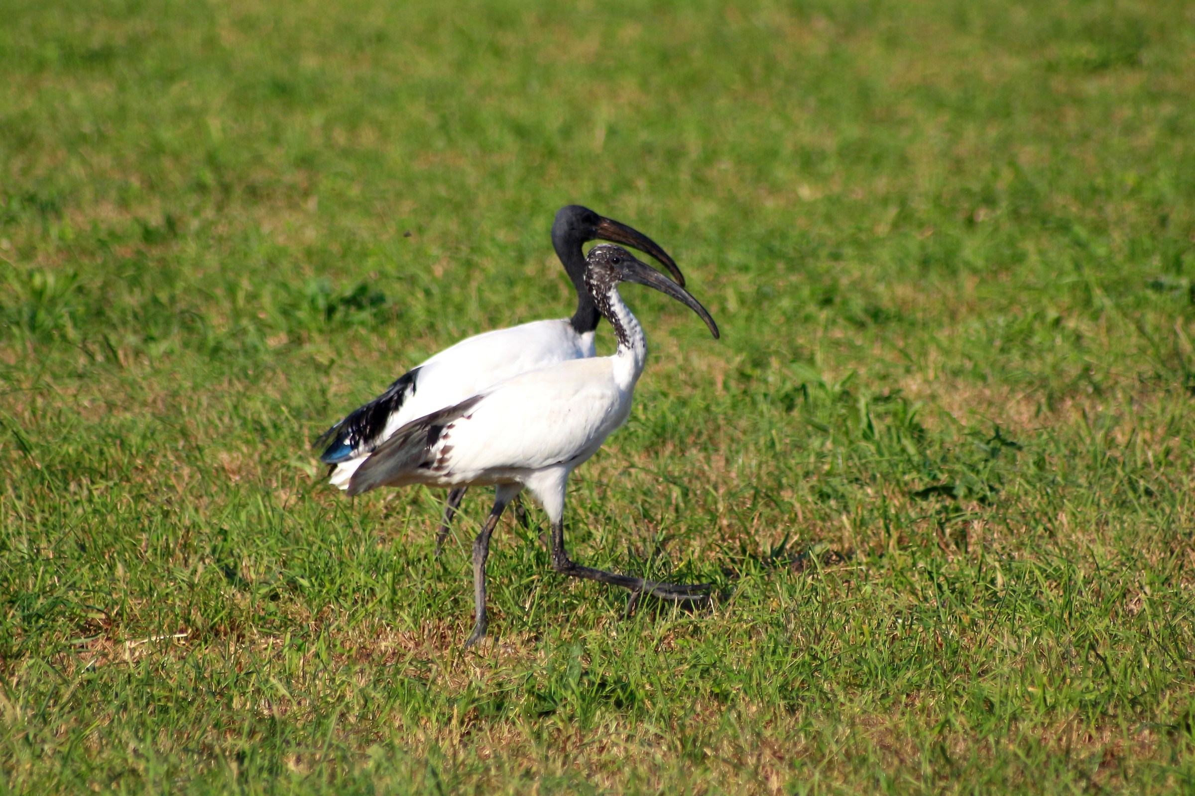 The pair of Ibis