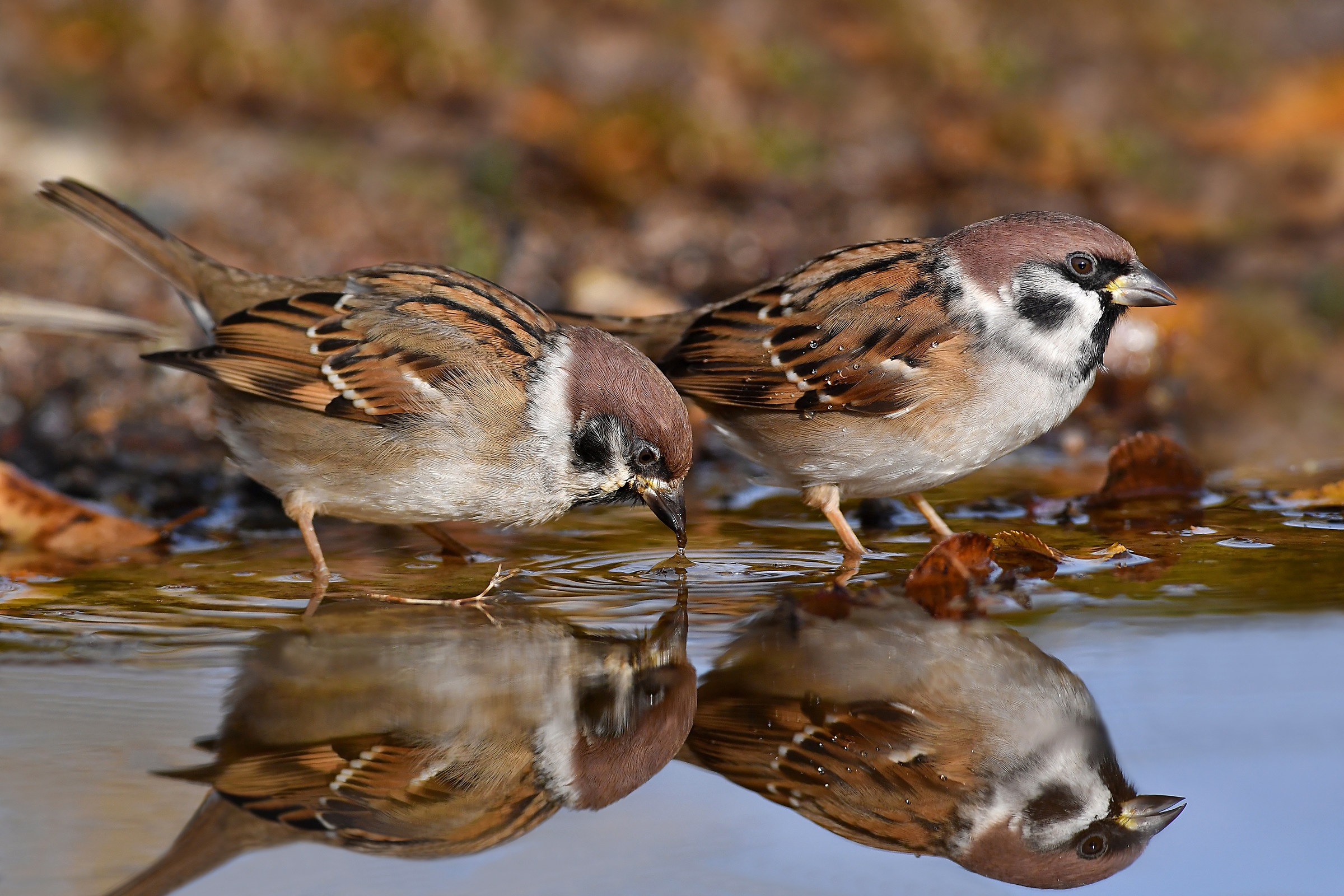 Twins   (Passera mattugia)