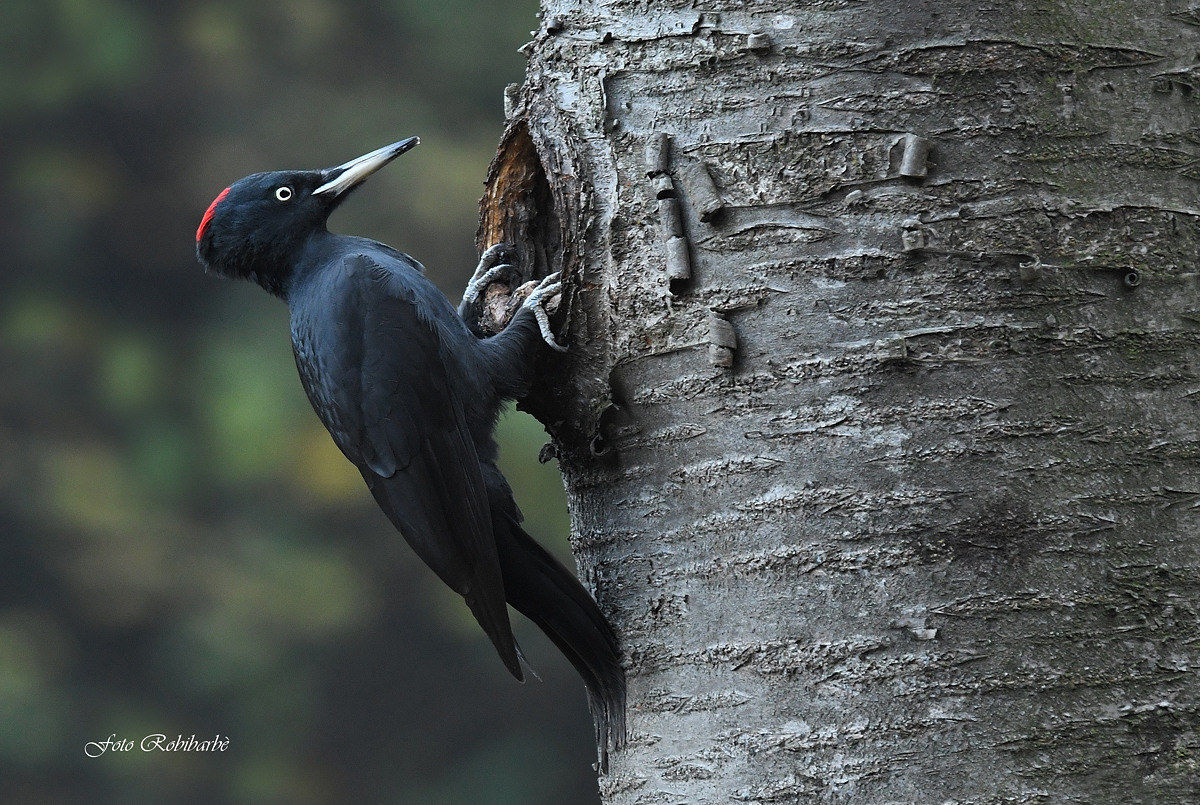 Picchio nero...
