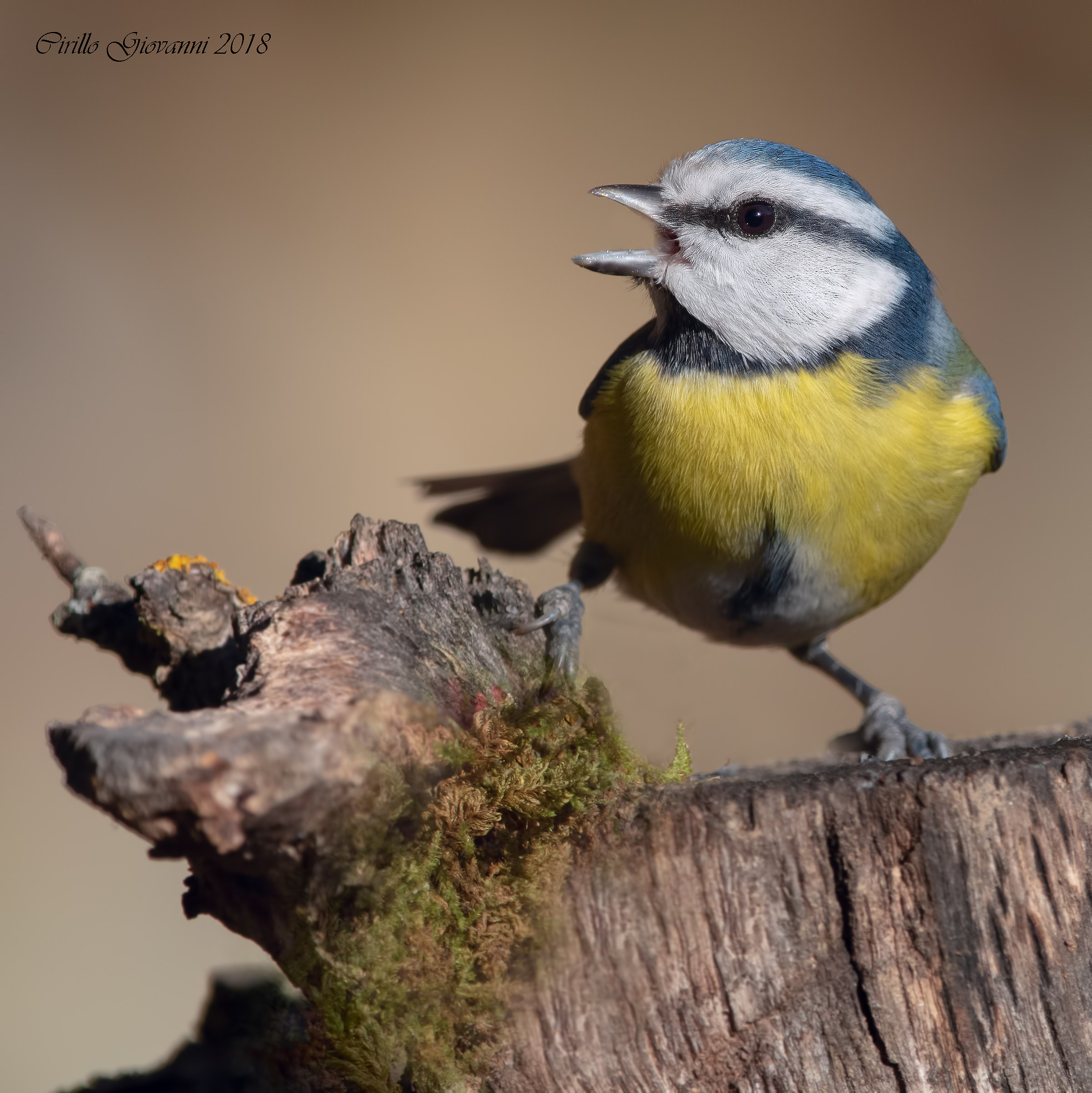 The Cinciarella that sings