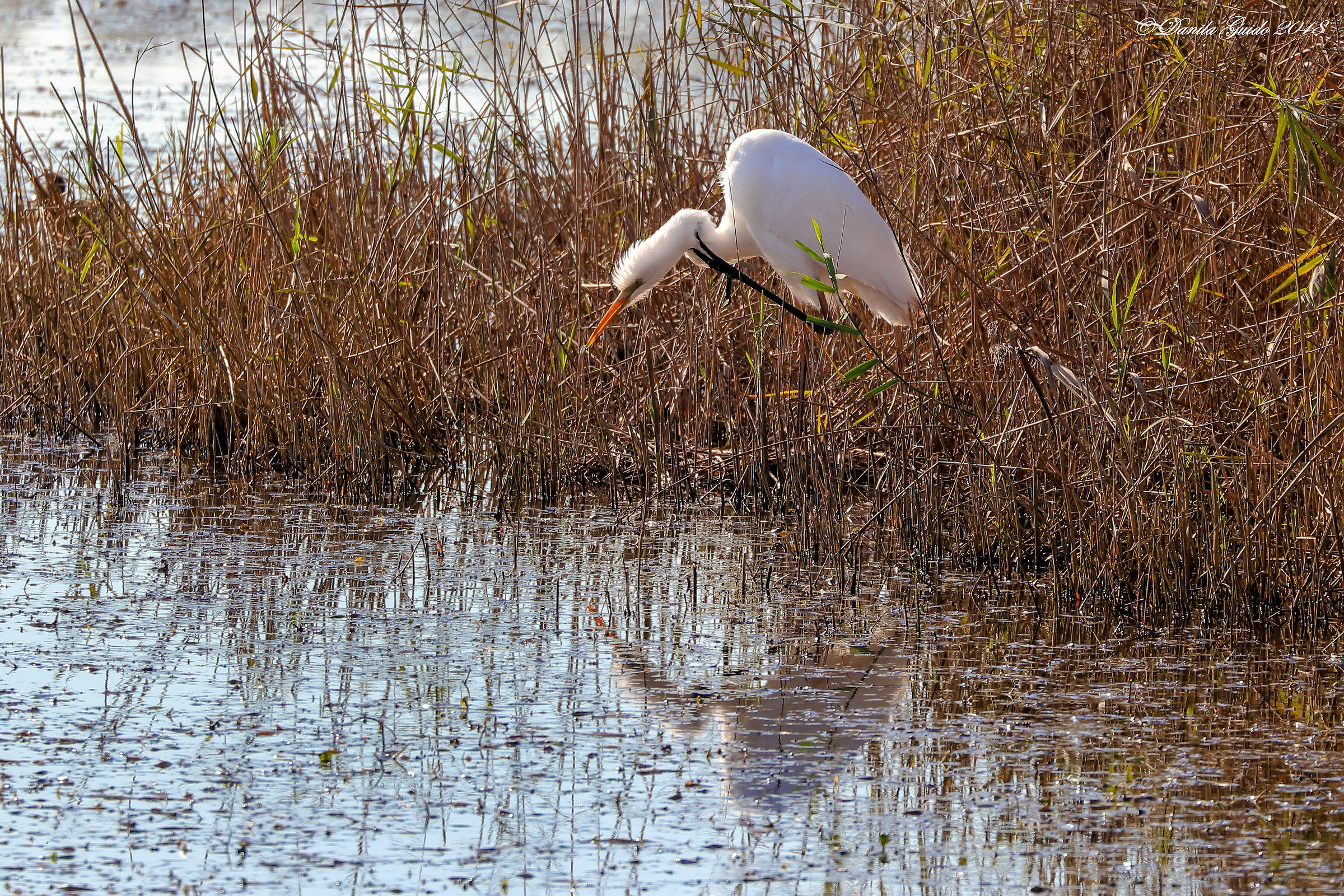 I have a devil for hair!