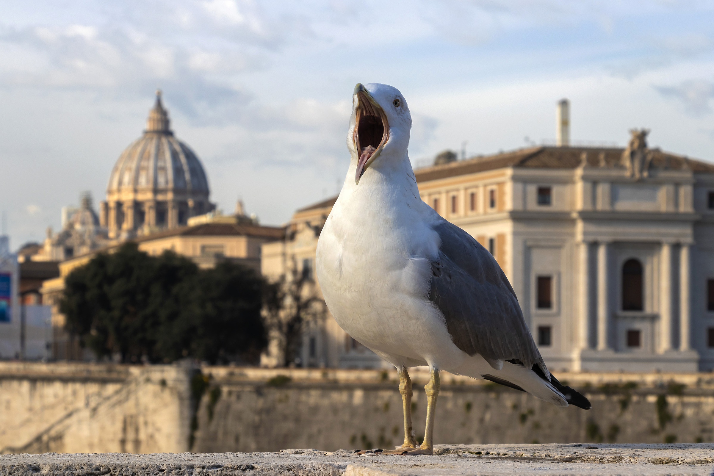 Sbadigli a San Pietro