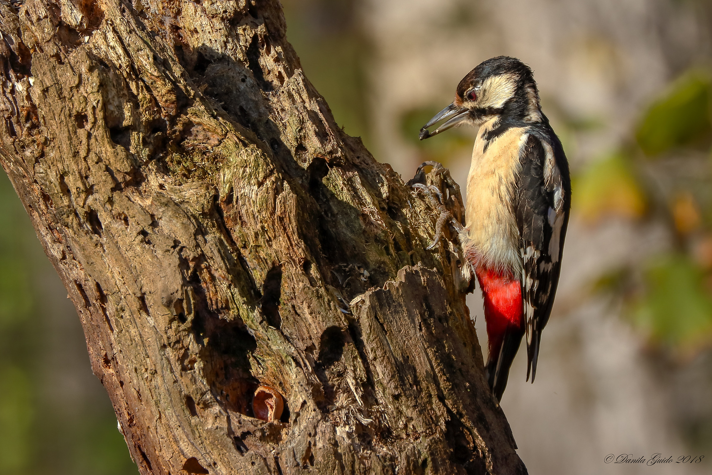 Strong Woodpeckers!