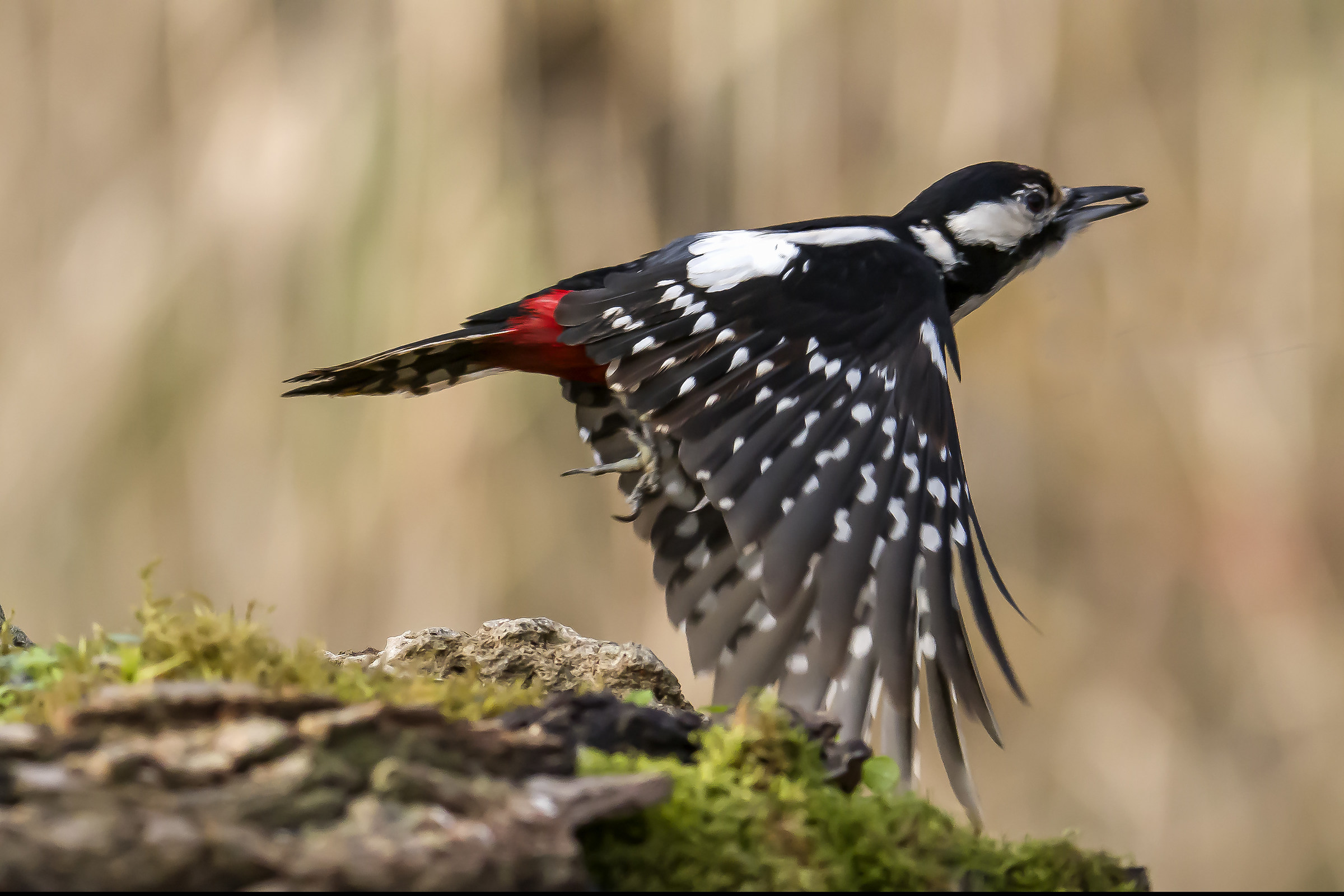 Senior Red Woodpeckers