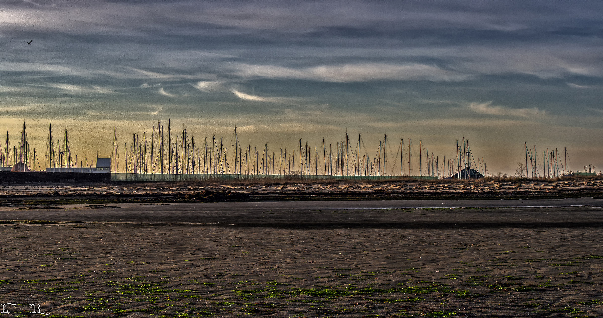 Lignano Sabbiadoro (ud) - Alberi sul mare.