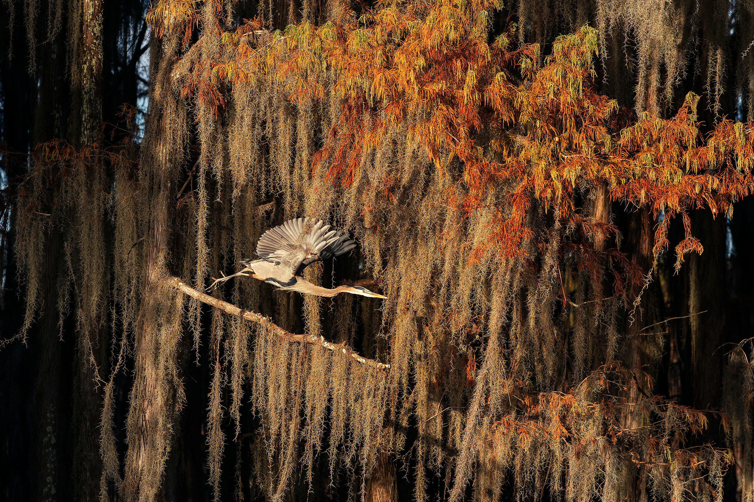 The plunge of the greater Blue Heron... Louisiana