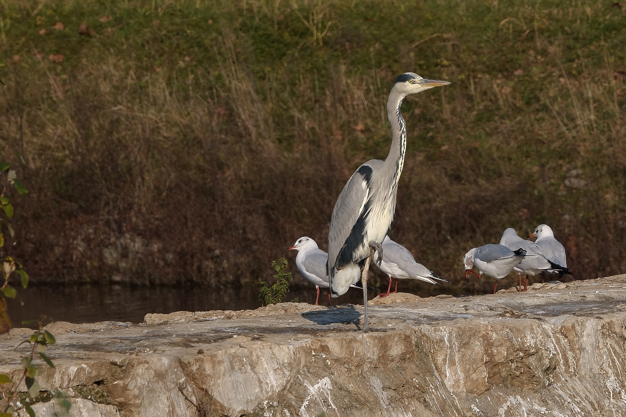 The Dwarves and the giant