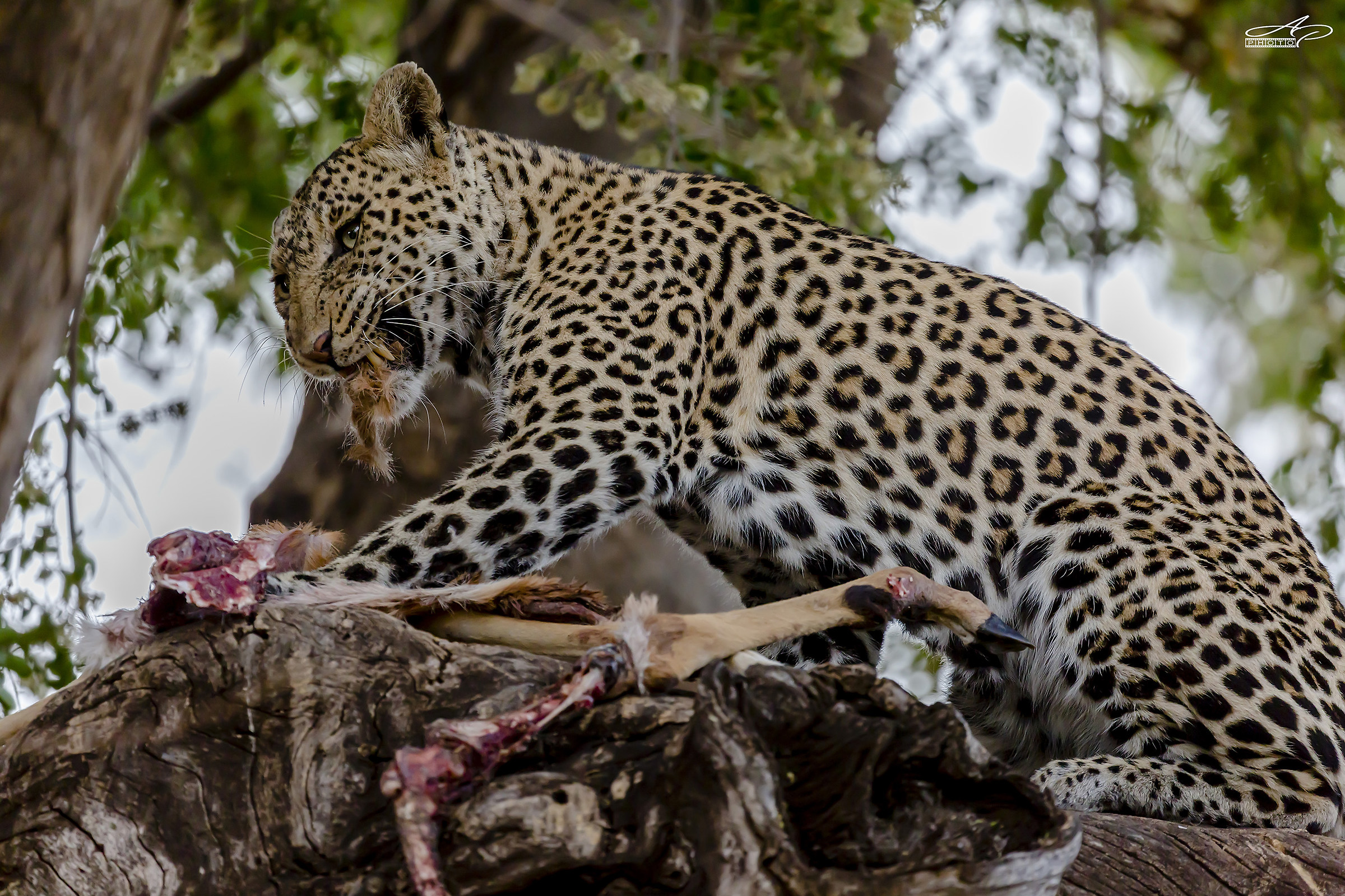 Designed for hunting