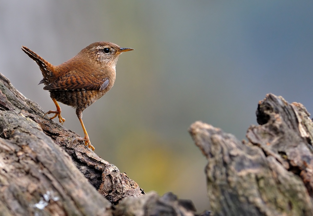 Wren