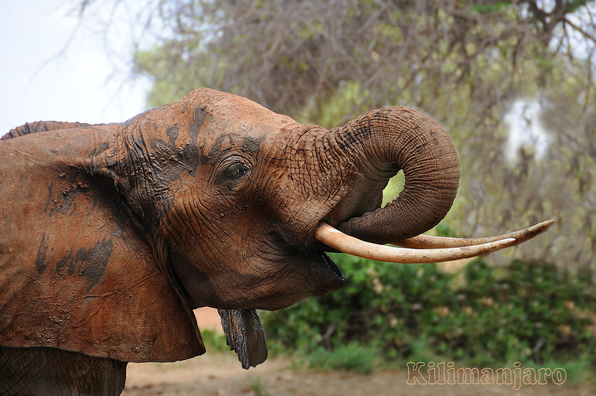 Elefante rosso Tsavo East  Kenya
