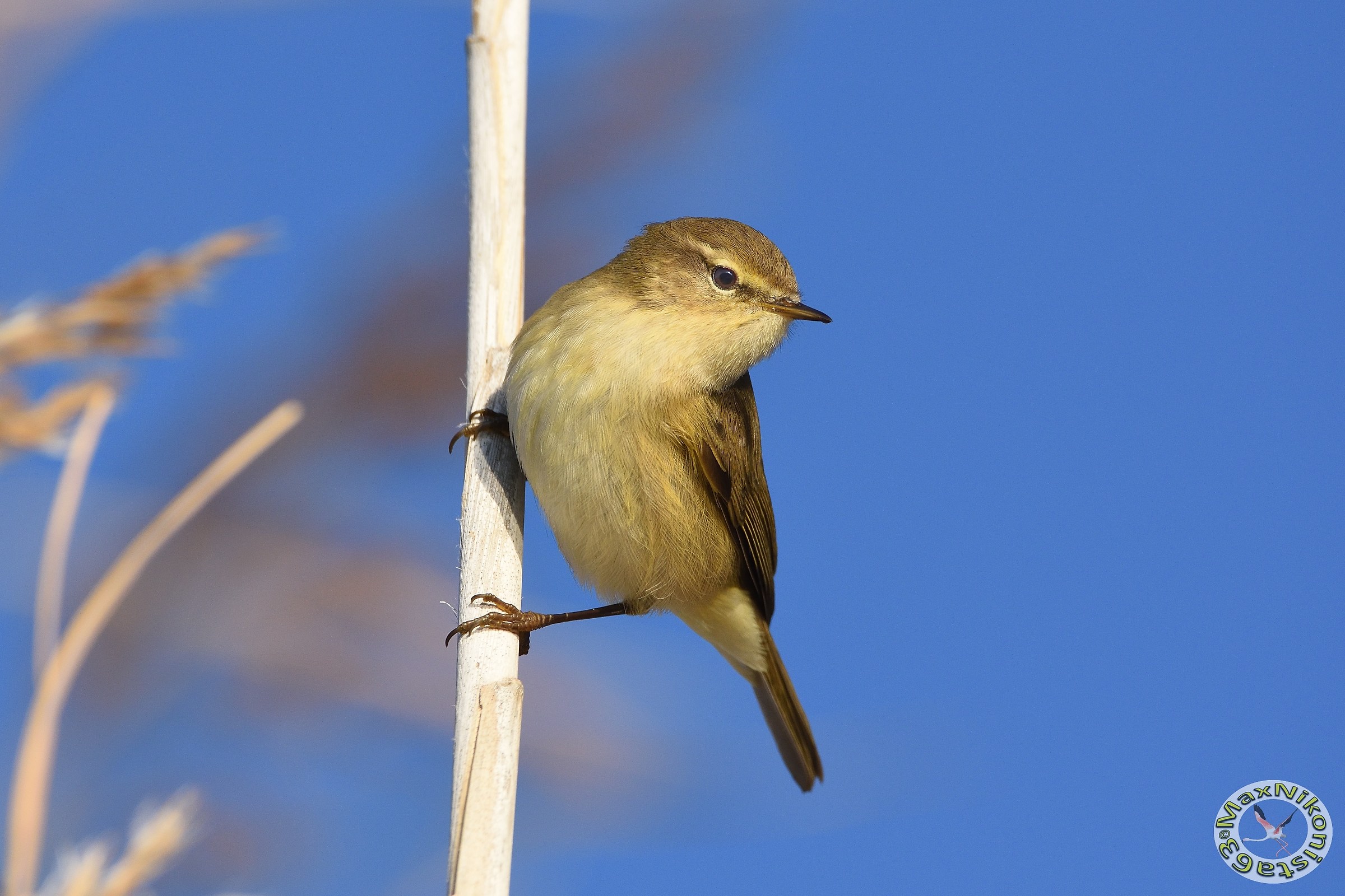 Always Chiffchaff
