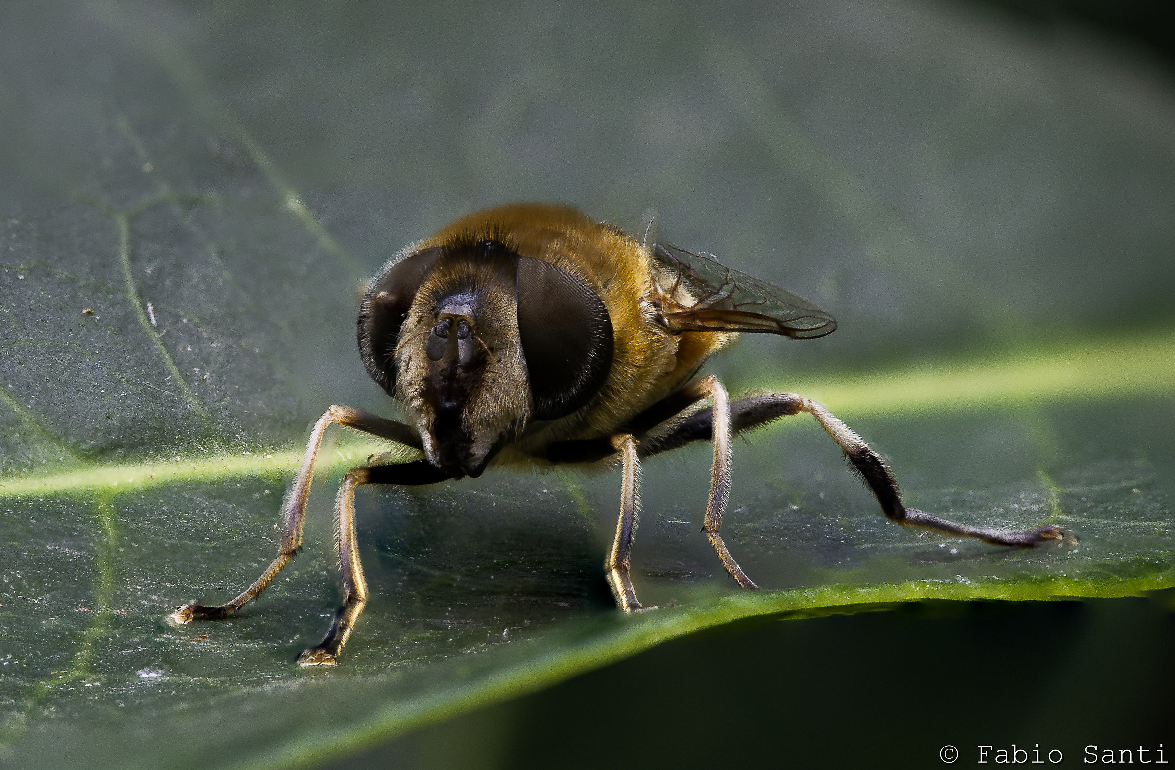 Eristalis Tenax