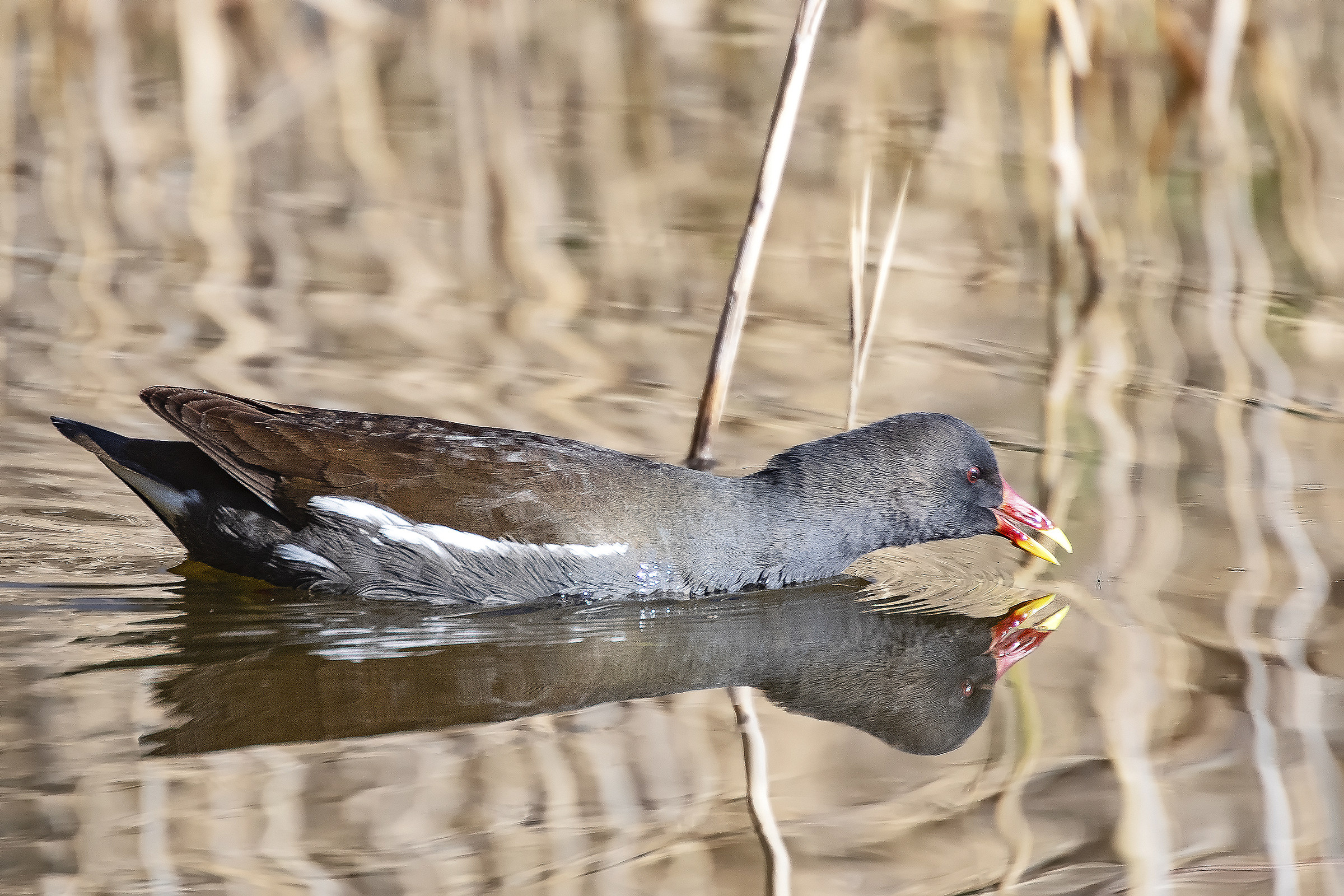 La gallinella e il moscerino