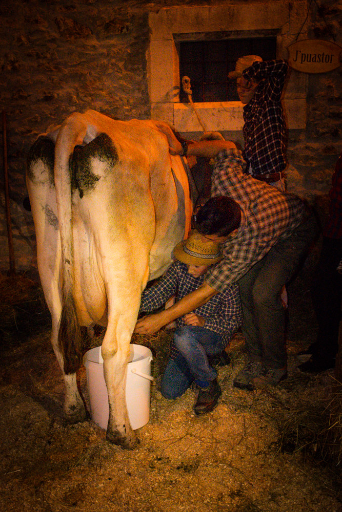 Pescocostanzo - Mungitura