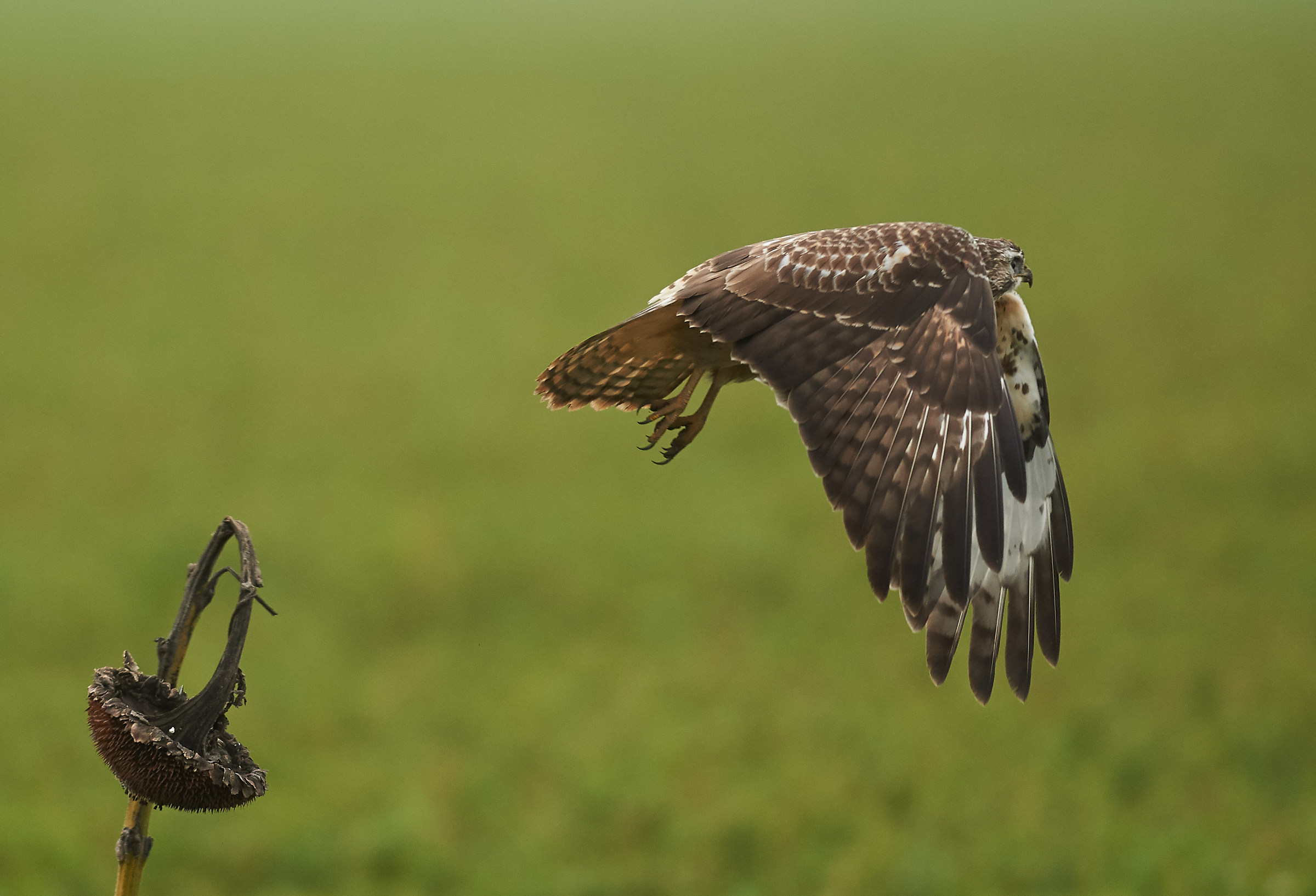 Buzzard lift off 5