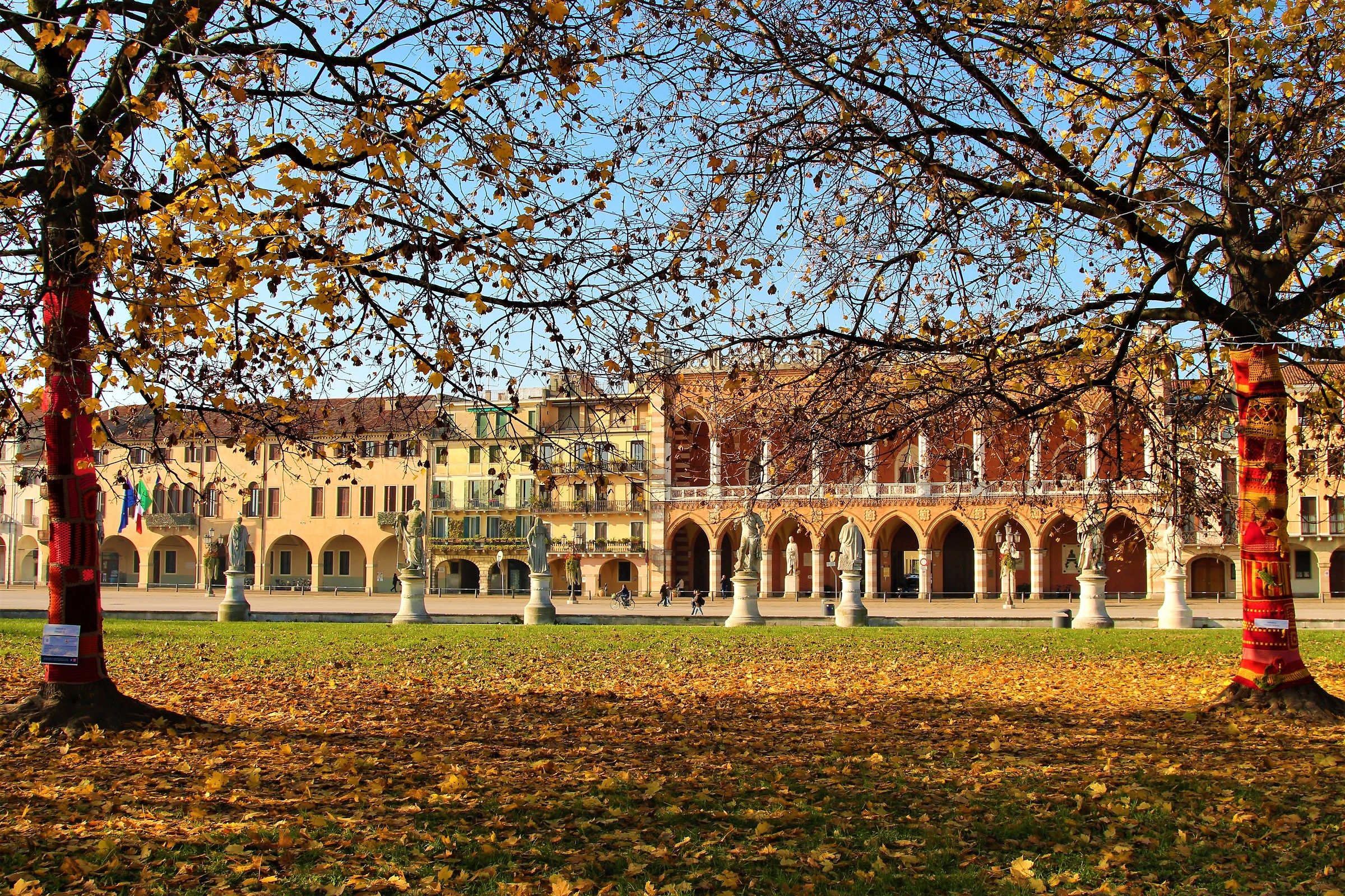 The Vestidi trees in Prato della Valle-Padova.  1