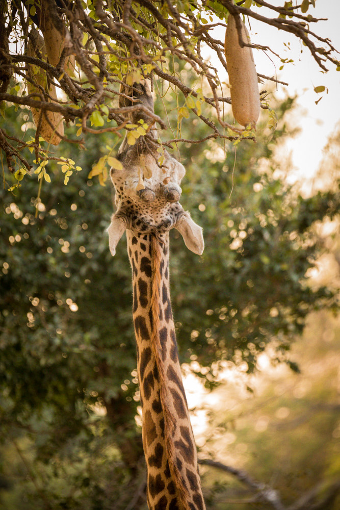La giraffa e l'albero delle salsicce