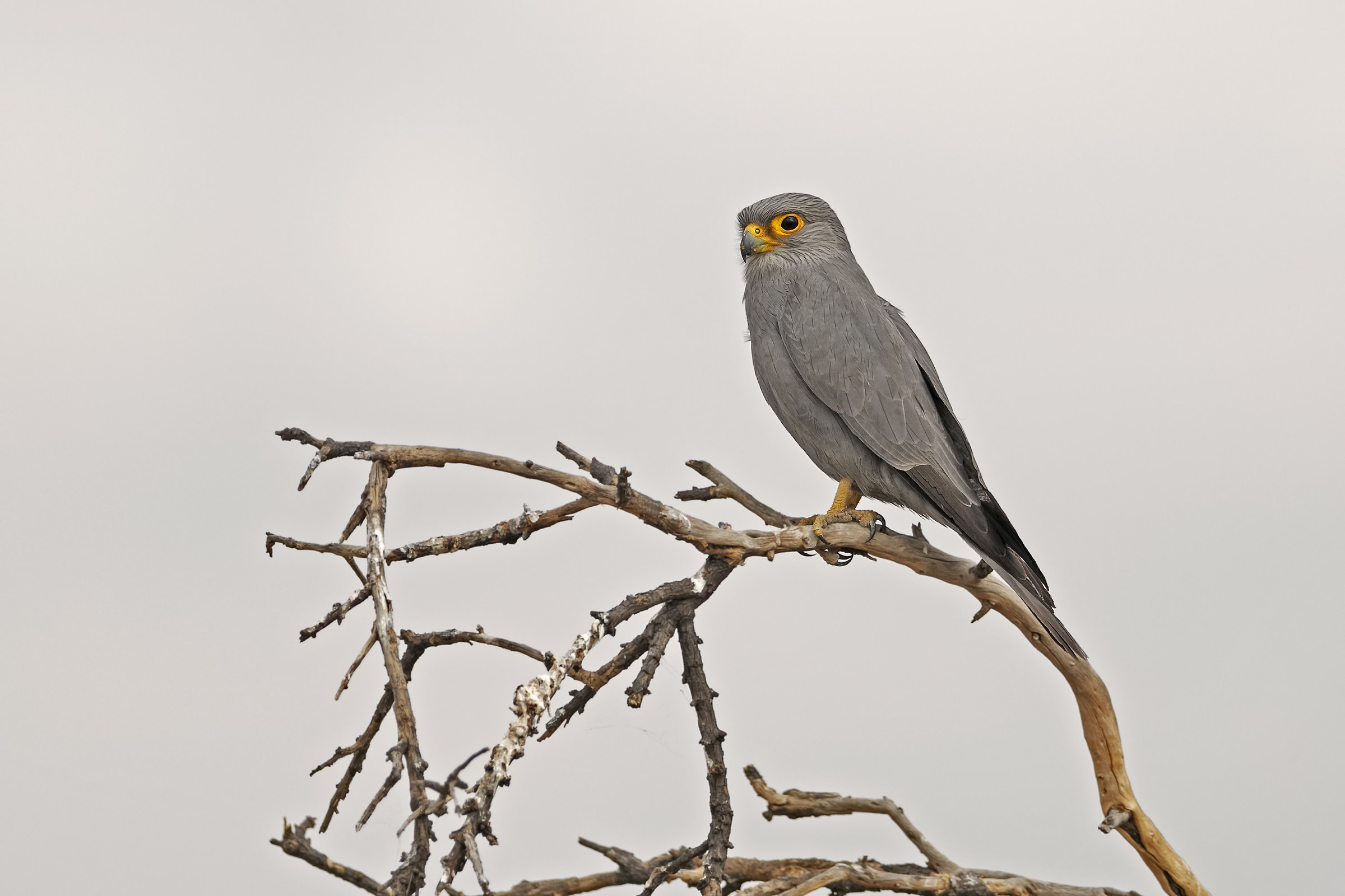 Grey Kestrel