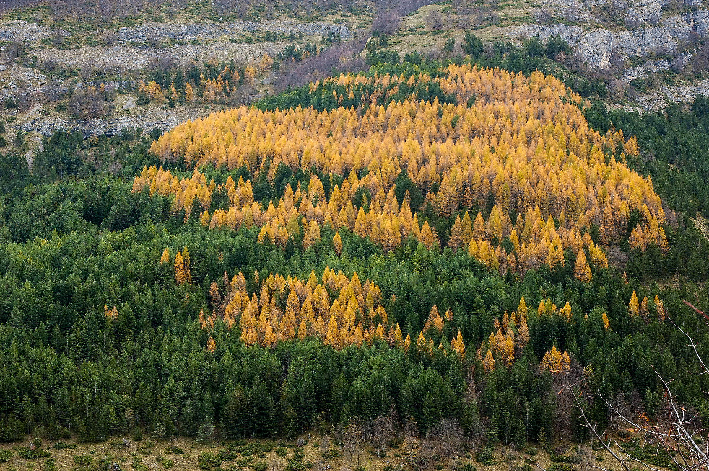 Larici del Gran Sasso