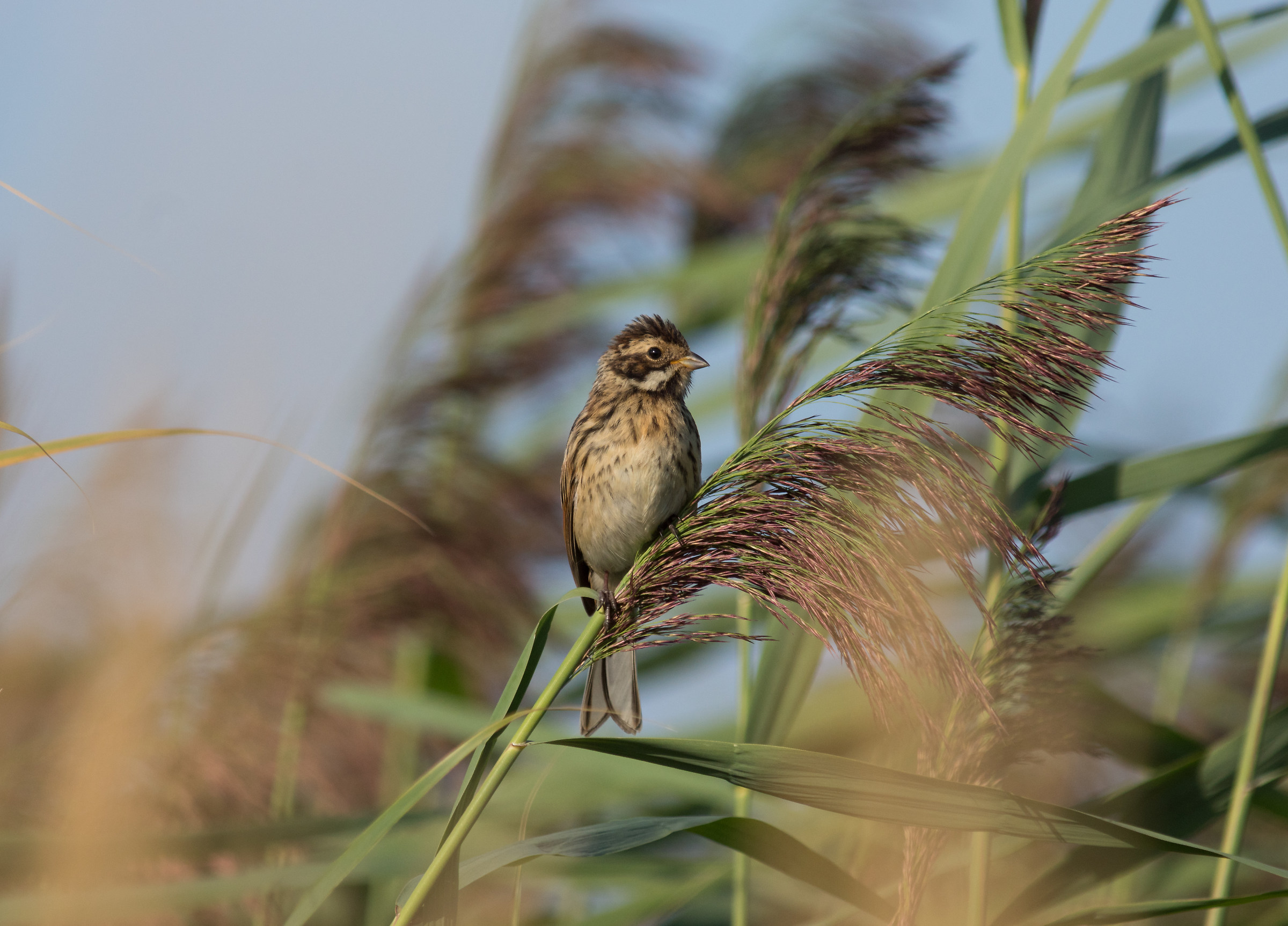 Common reed bunting (Emberiza schoeniclus)