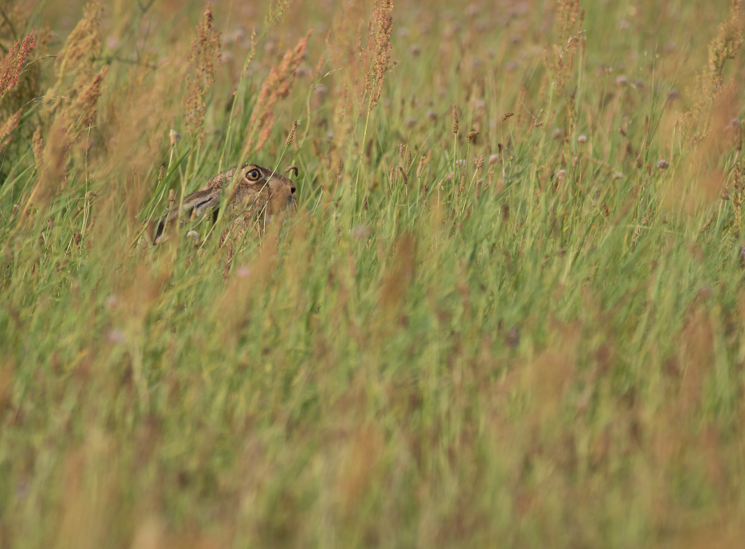 Brown Hare (Lepus europeaus)