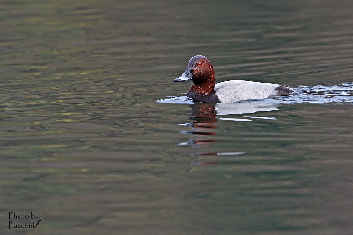 Pochard male!