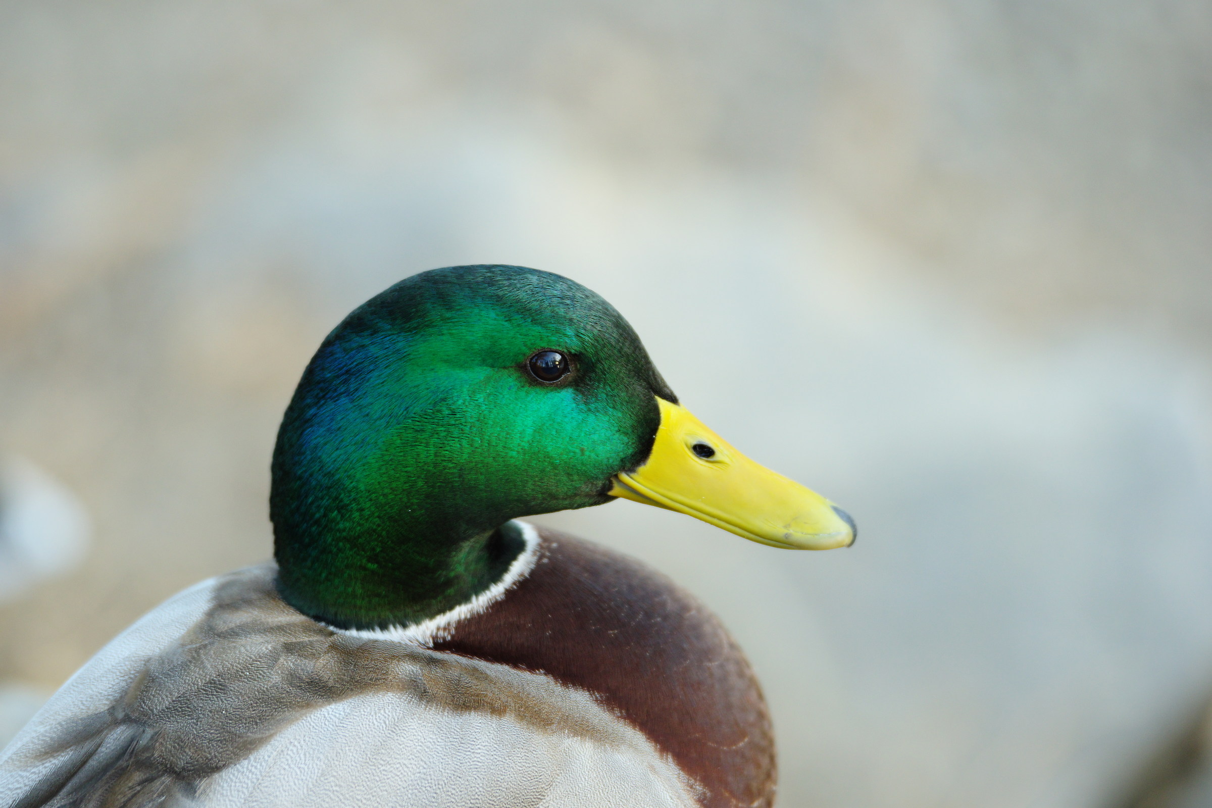 Portrait of Mallard