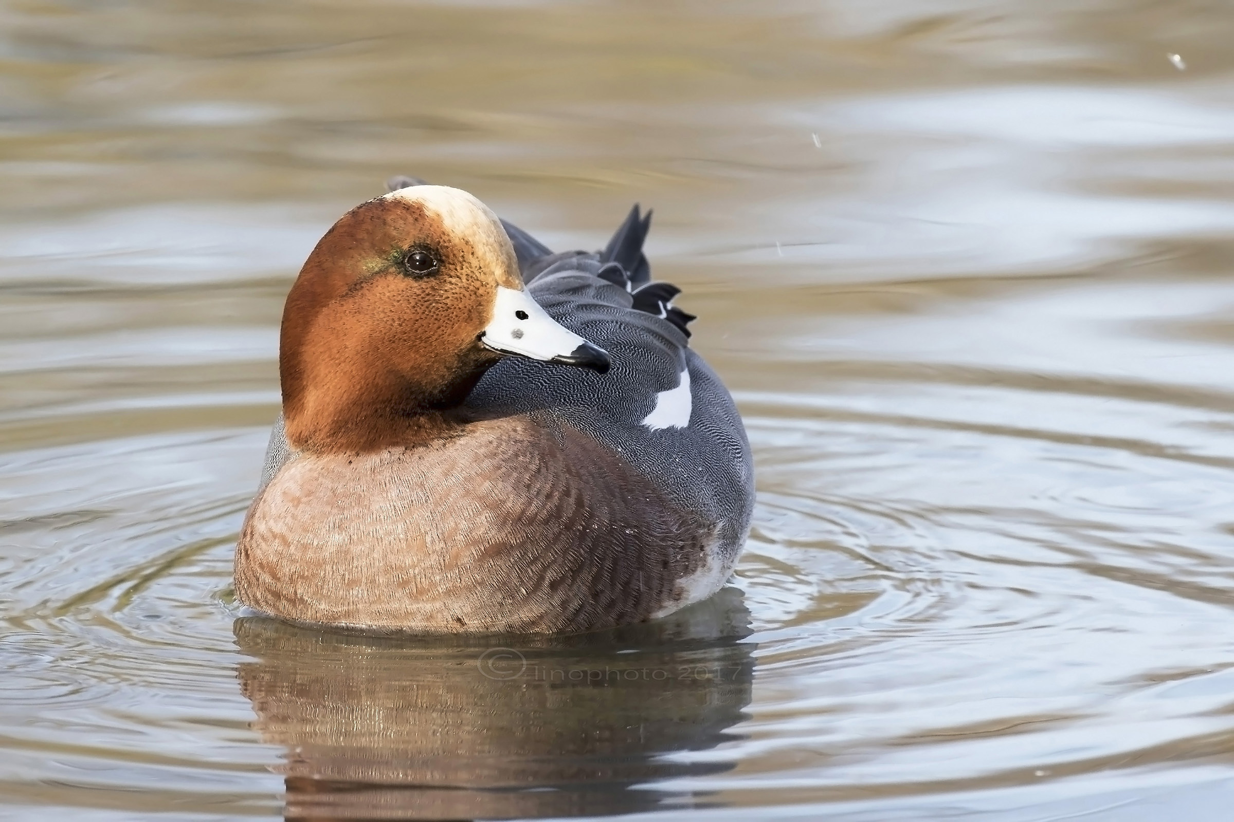 Fischione ( Mareca Penelope)