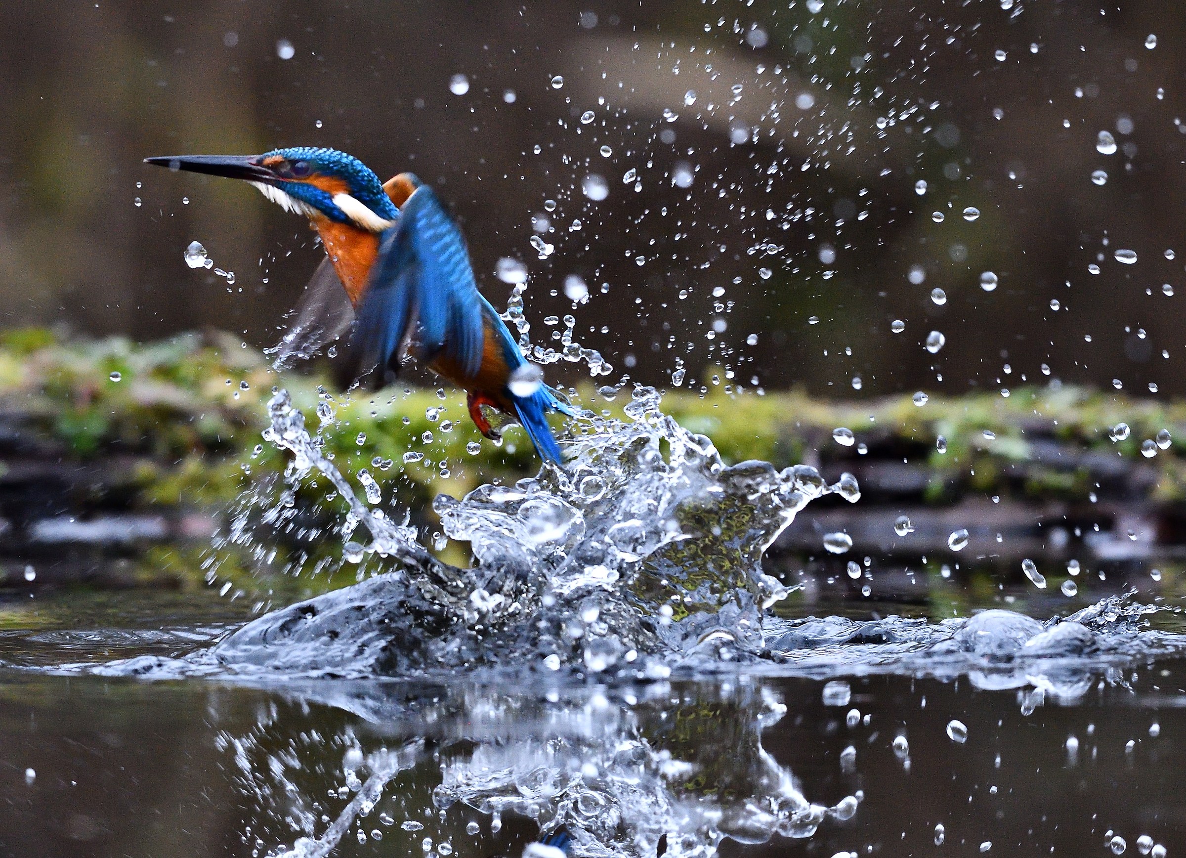 Reemergence without prey...