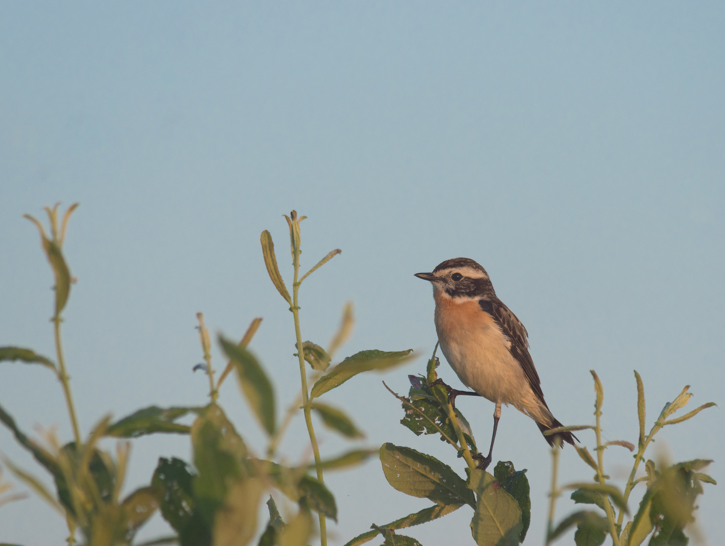 Whinchat (Saxicola rubetra)