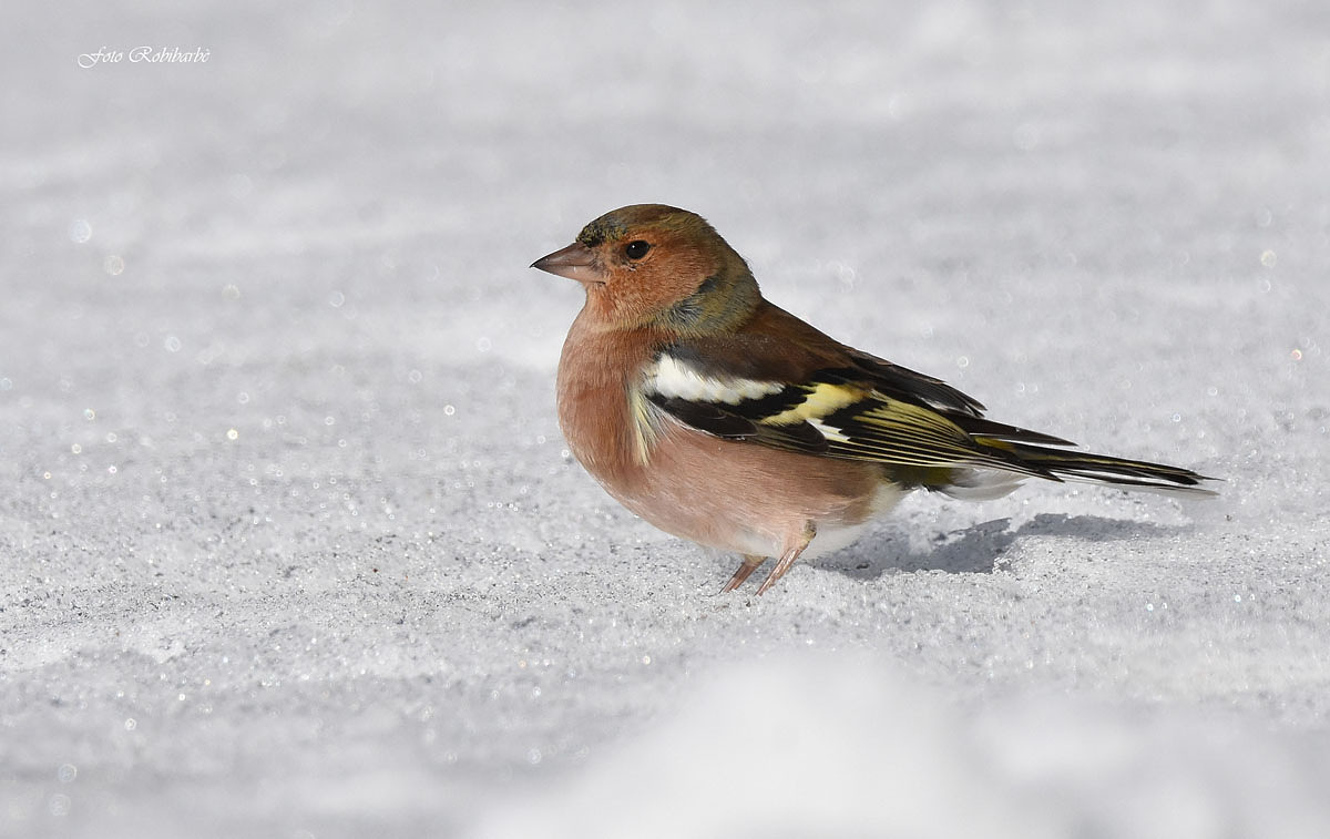 Finches... female...