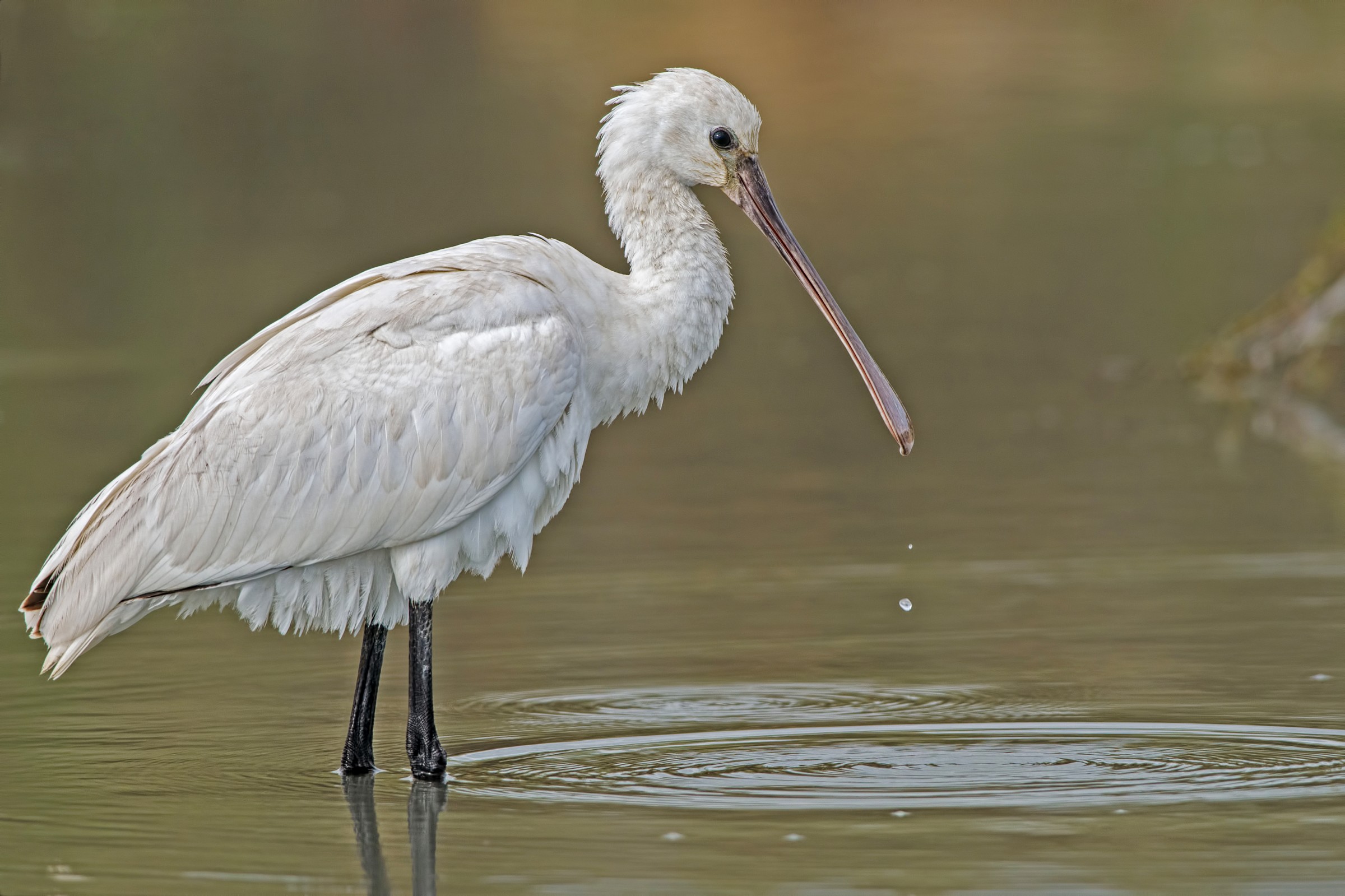 Spoonbill (Platalea leucorodia)
