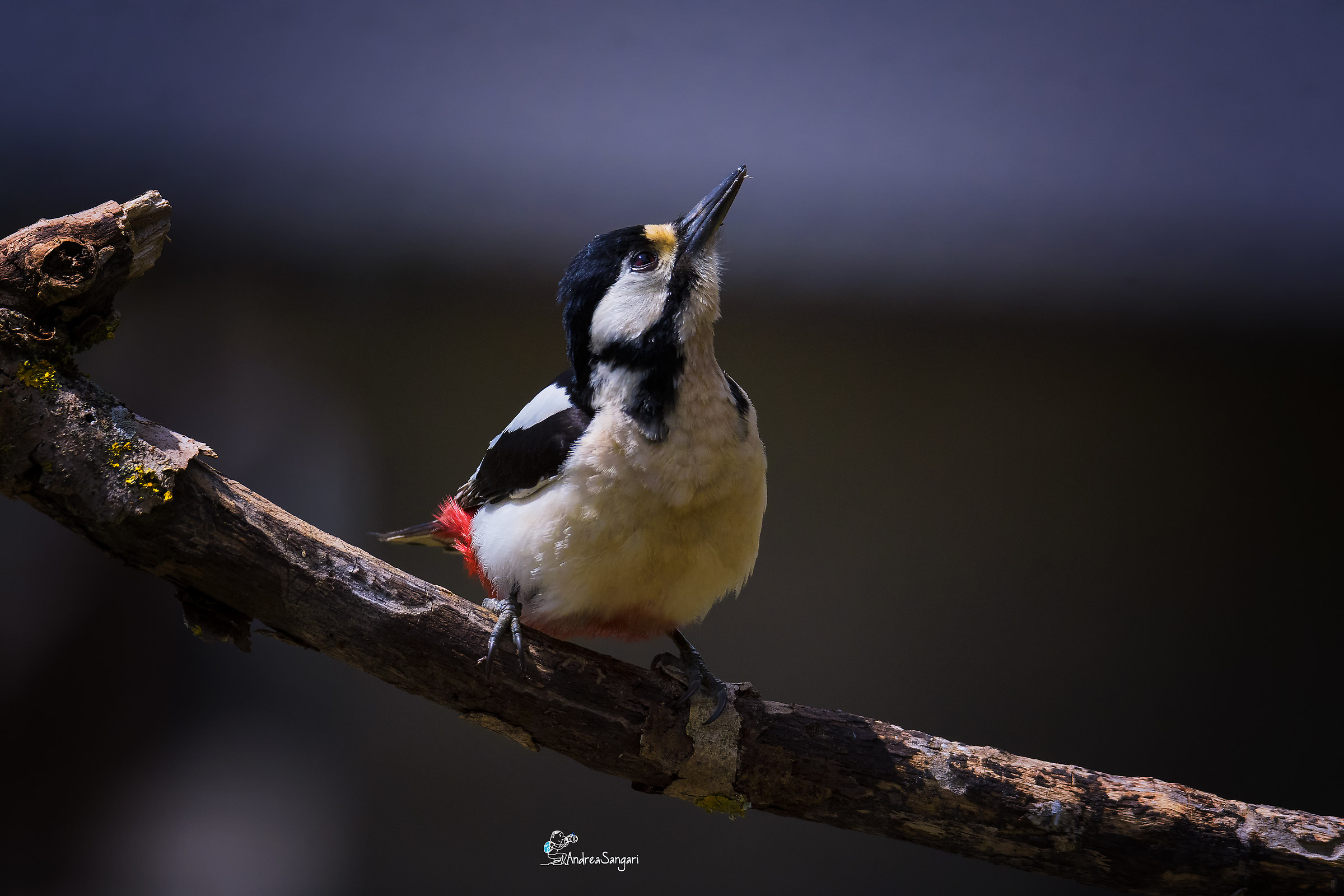 Lo sguardo del picchio