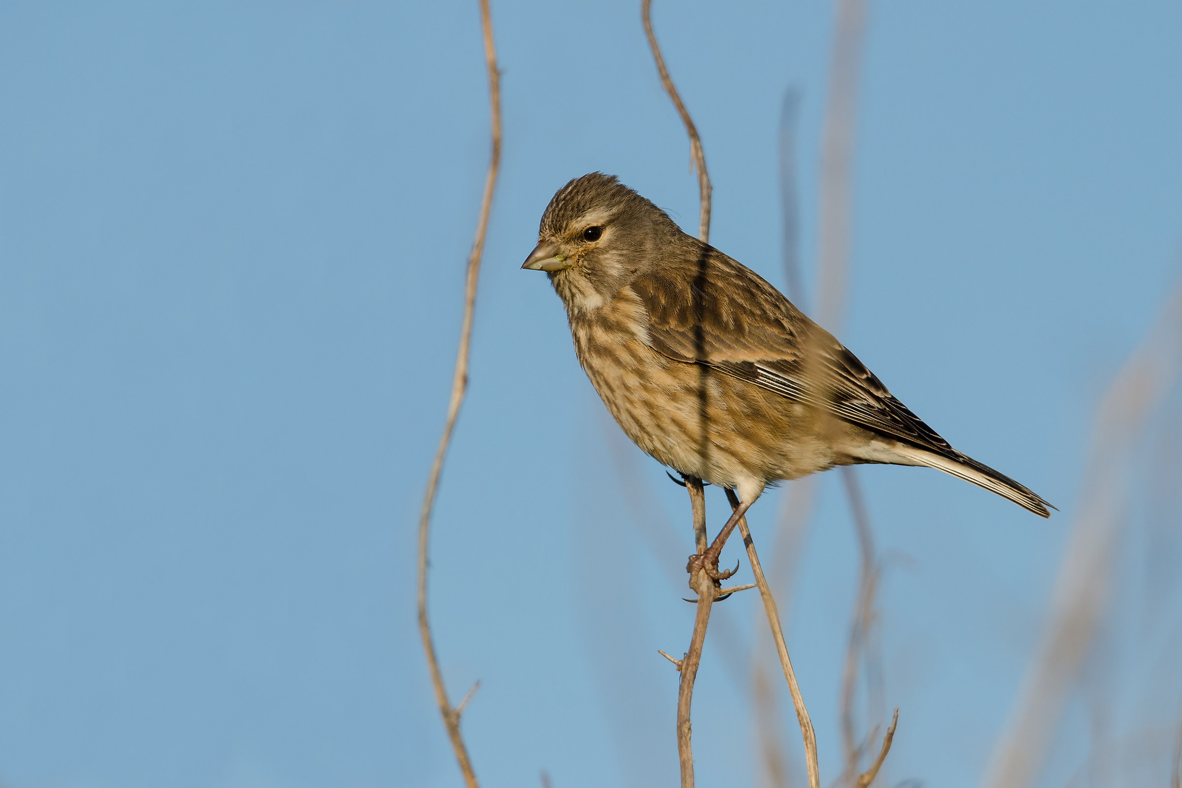 Linnet