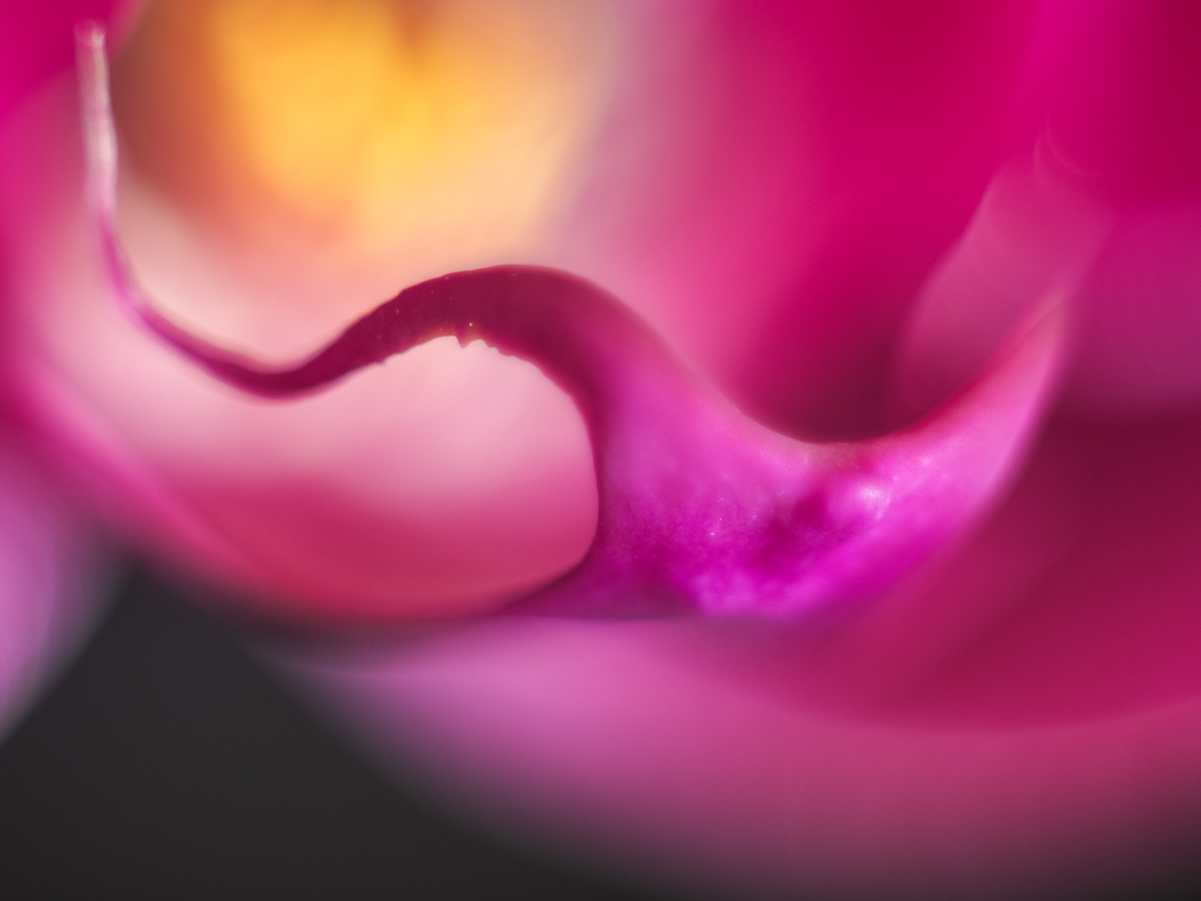 The unreal internal world of orchids #1