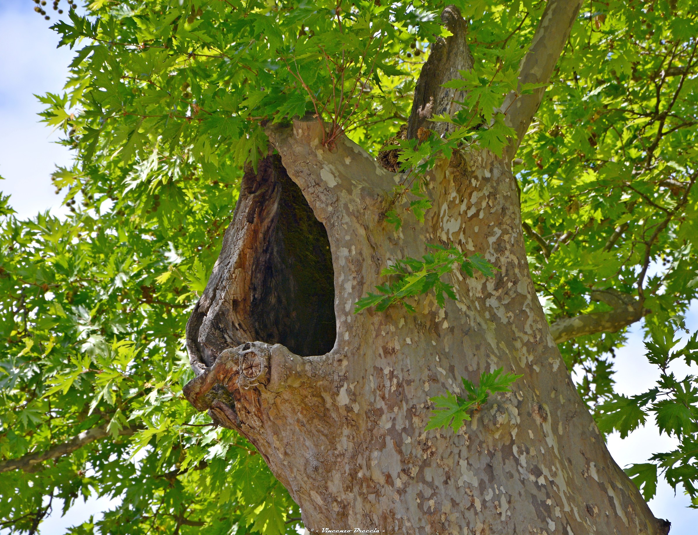 il muggito del platano