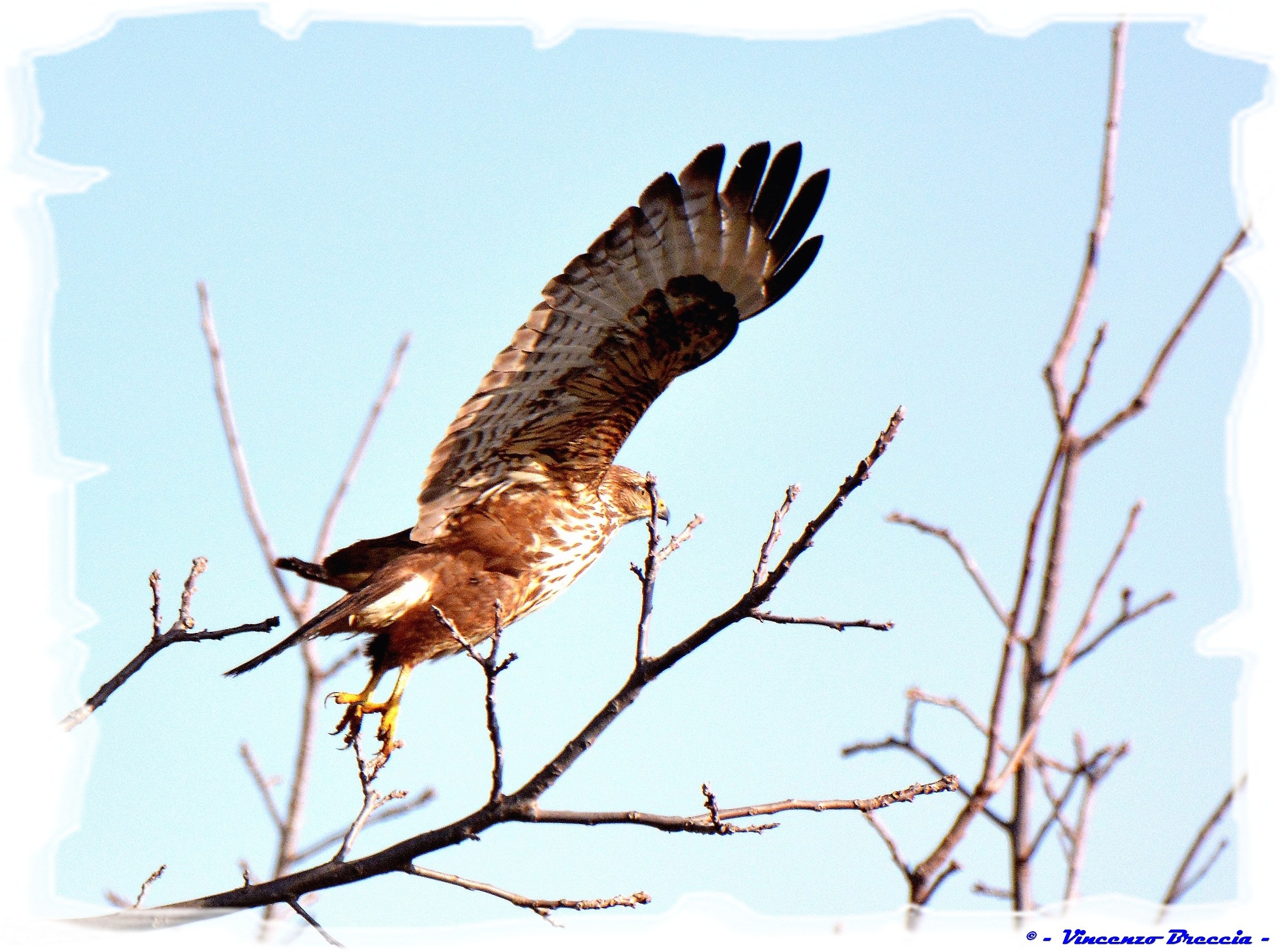 Buteo buteo