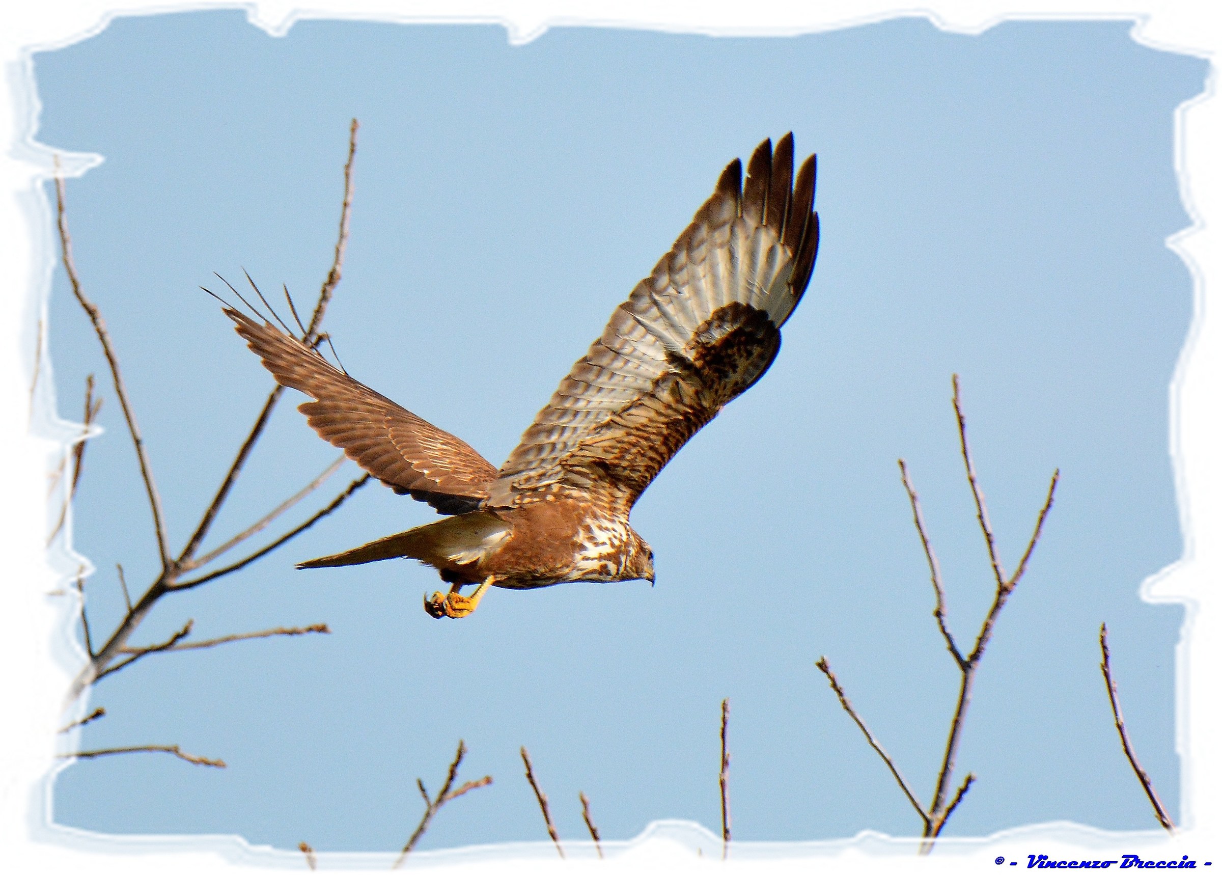 Buteo buteo