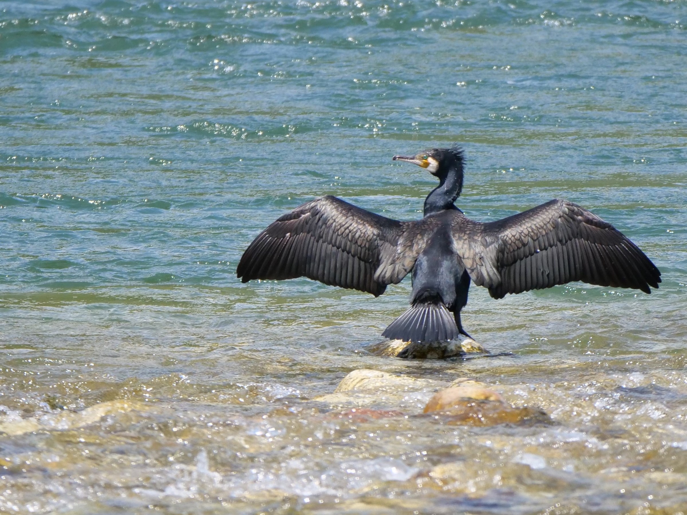 Cormorano (Phalacrocorax carbo)