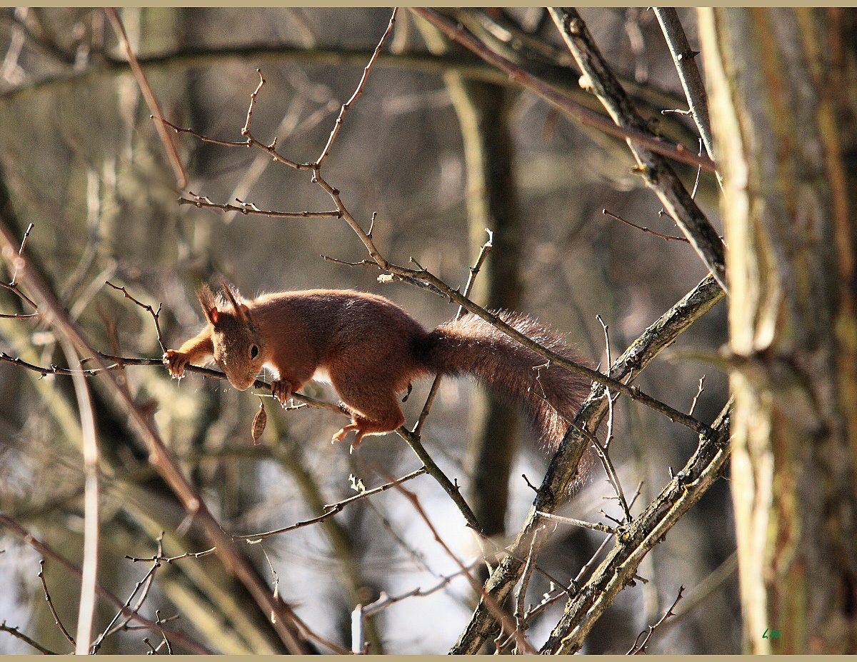Squirrel .. nostrano
