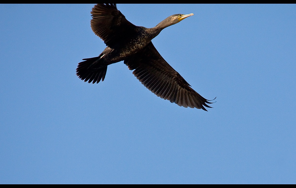 Cormorano, in alto...troppo