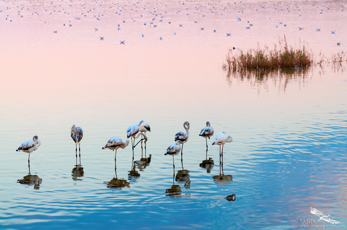 Nature Colors-Pink Flamingos