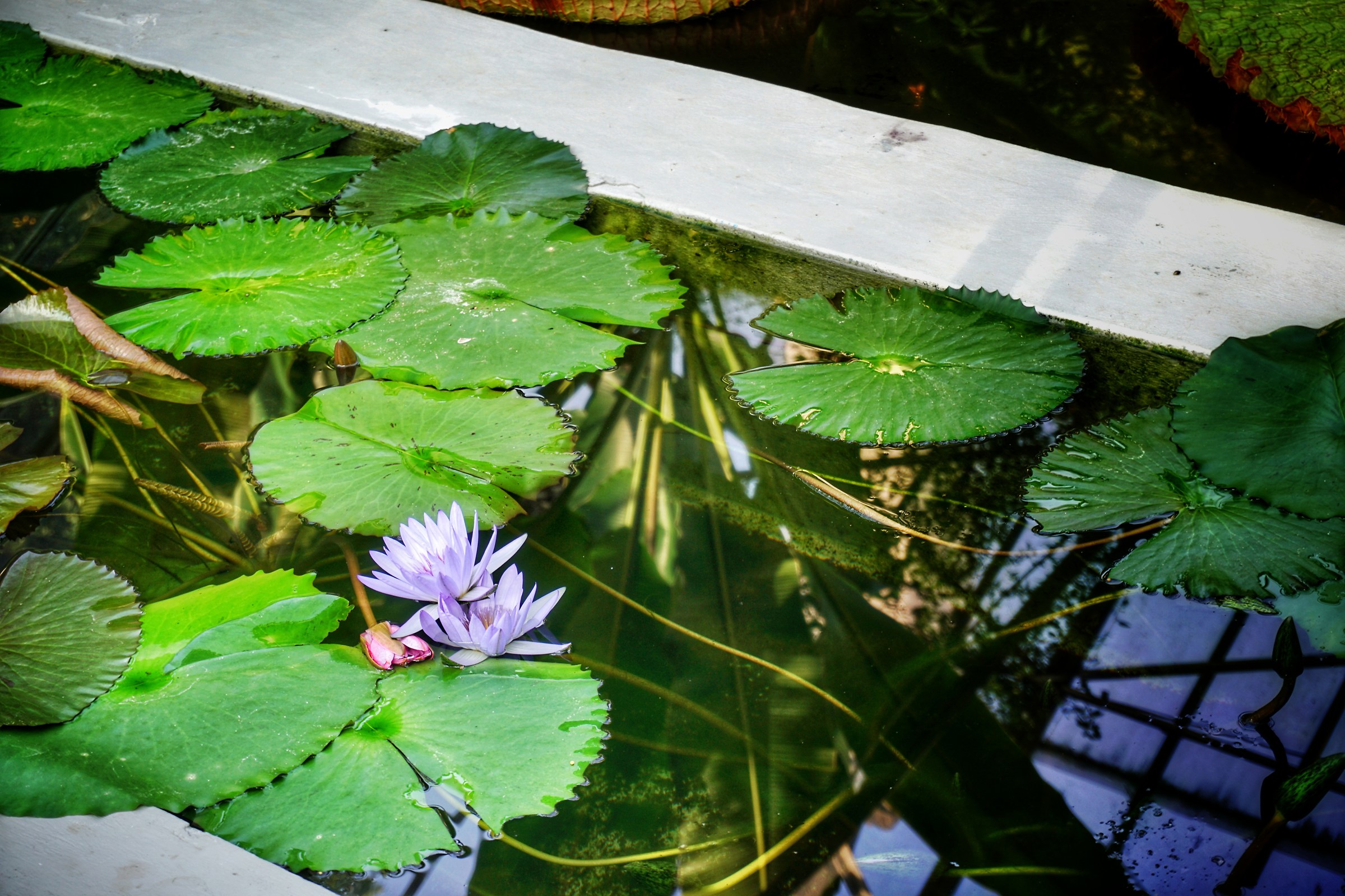 Water Lilies of Villa Taranto