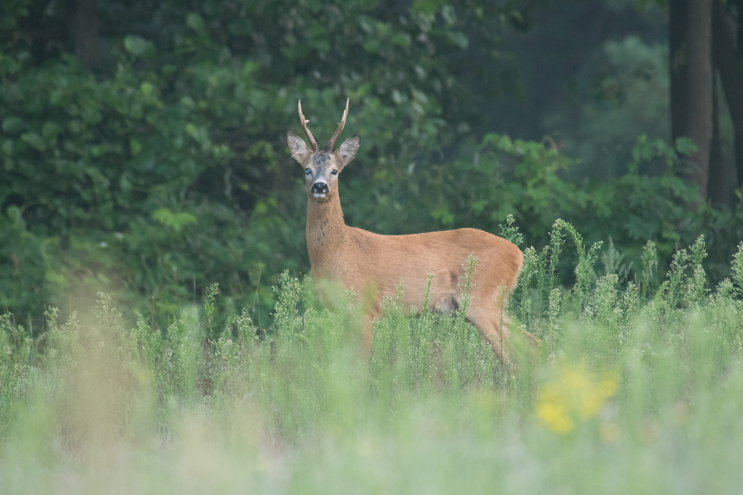 Capriolo (Capreolus capreolus)