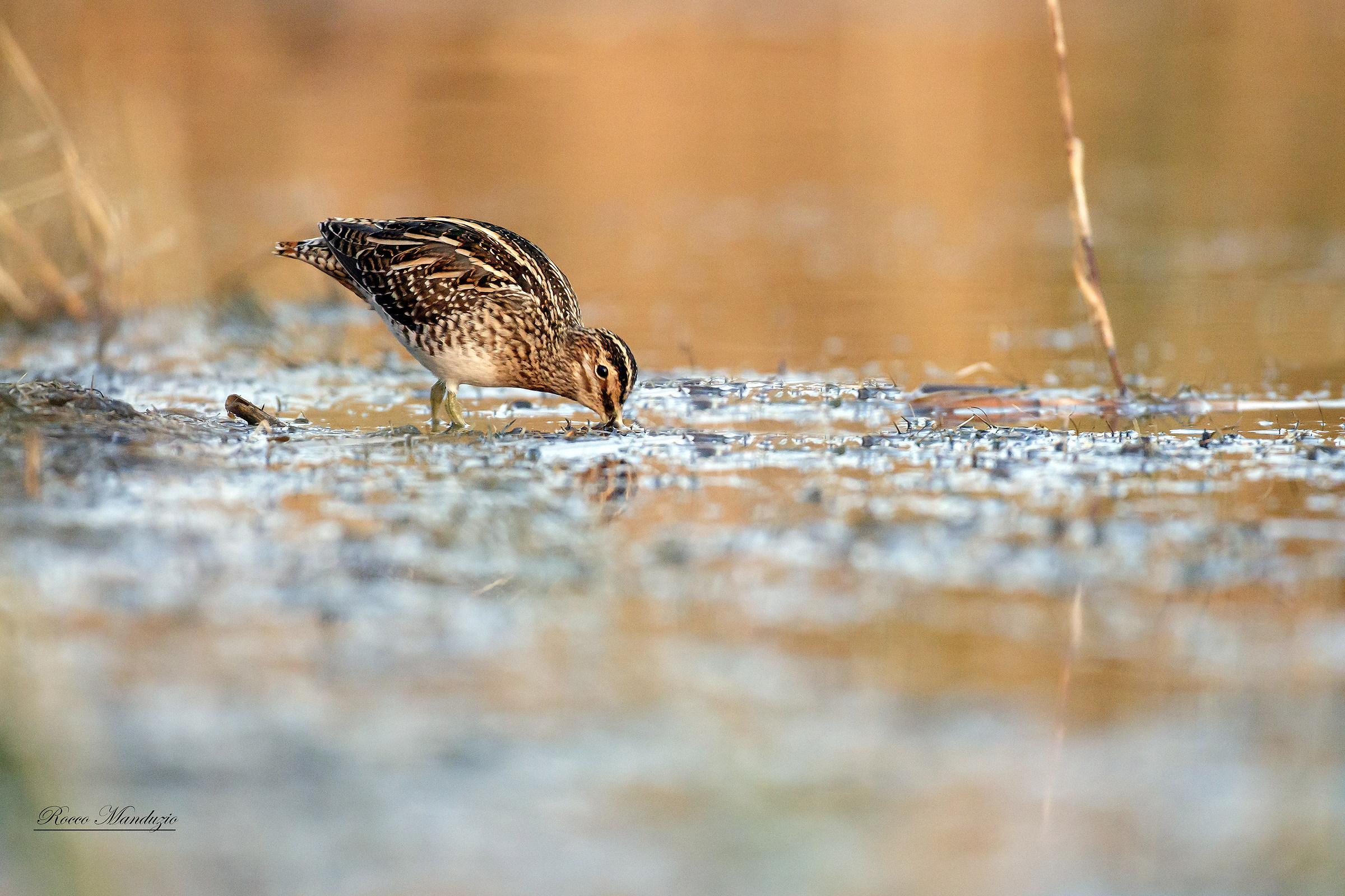 Beccaccino alle luci del tramonto