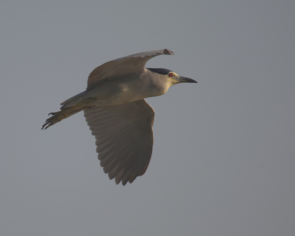 Night Heron