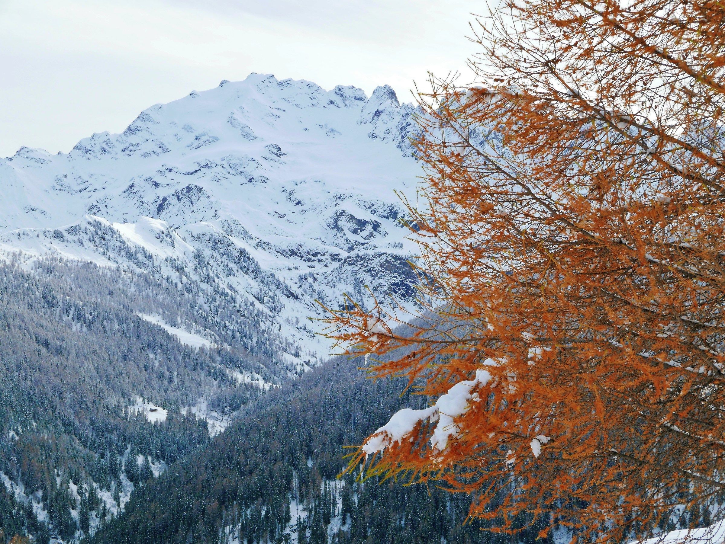 Piazzi Larice Arnoga